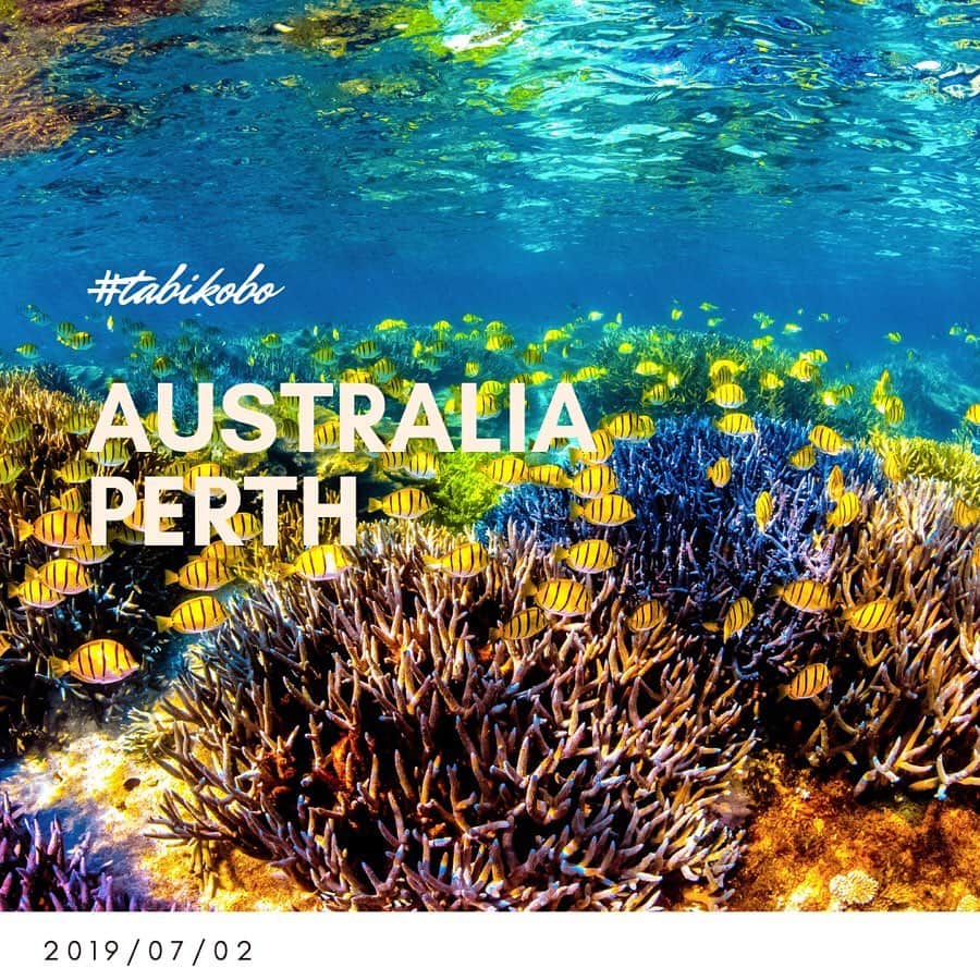 旅工房公式さんのインスタグラム写真 - (旅工房公式Instagram)「#オーストラリア #パース﻿ ﻿ オーストラリア第4の都市🐨🐨🐨🐨﻿ 穏やかな気候に恵まれ、街には花と緑がたくさん🌸﻿ ﻿ 美しいビーチに囲まれていて﻿ 透き通った海も楽しめます🏝﻿ ピカチュウのモデルにあったとも言われる﻿ とっっってもかわいい動物 クォッカがいる﻿ ロットネスト島にも近いんです💕﻿ (クォッカは人なつこくてにっこり笑っているような顔をしているので、世界一幸せな動物、と呼ばれています🤗)﻿ ﻿ 奇岩がぽこぽこと突き出している不思議な世界遺産ピナクルズもパースからいけます🌟﻿ ちょっと遠いので、レンタカーを借りるかツアーに参加するのがおすすめですよ🚗﻿ ﻿ ちなみに、2019/7/31までキャンペーンを開催している﻿ #ブレス_あの波の向こうへ ﻿ のロケ地もパース✌️﻿ ﻿ 世界で最も住んでみたいと言われるほどに﻿ 過ごしやすいパースにぜひ訪れてみてくださいね🌷﻿ ﻿ #旅工房 #tabikobo  #キャンペーン」7月2日 10時00分 - tabikobo