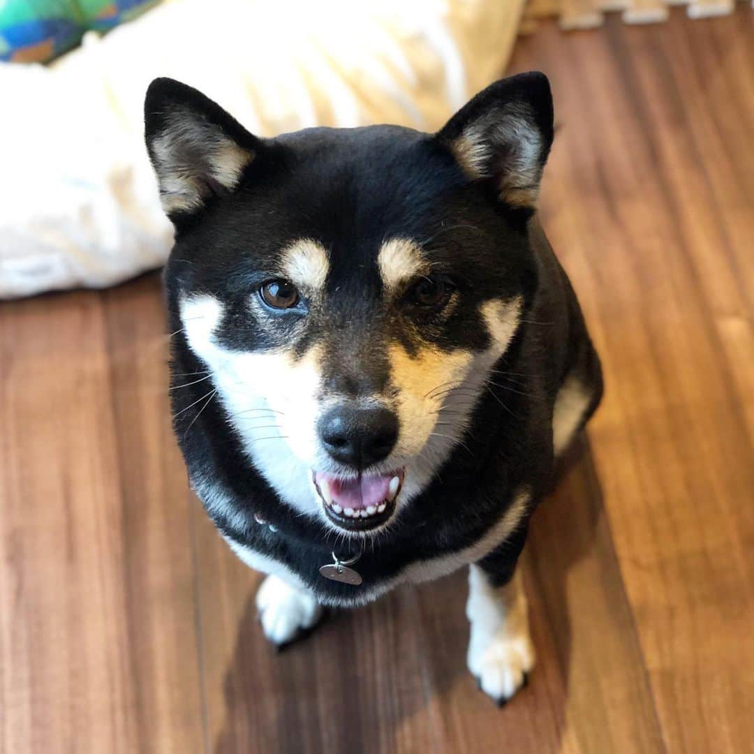 vo_coのインスタグラム：「🐾 今日は夕方までお留守番お願いしますね！ 朝ごはんハンストしてるけど… まあ気が向いたら食べたらいいよ * #shibastagram #instashiba #shiba #shibainu #黒柴 #柴犬」