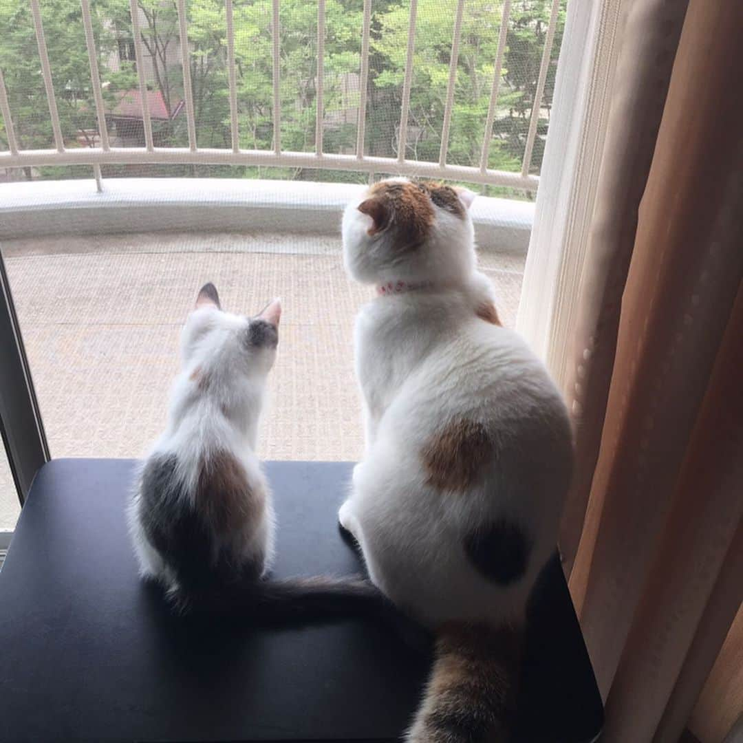 momo0224momomoさんのインスタグラム写真 - (momo0224momomoInstagram)「ももさんとゆずの歴史。  #ねこ#猫#かわいい#スコティッシュ#スコティッシュフォールド#ノルウェージャン#まん丸猫#ドラえもん#猫バカ#親バカ#多頭飼い#猫の平和を祈る#ペットバカ#ヌコ#Instagram猫#ねこ部」7月2日 10時20分 - momo0224momomo