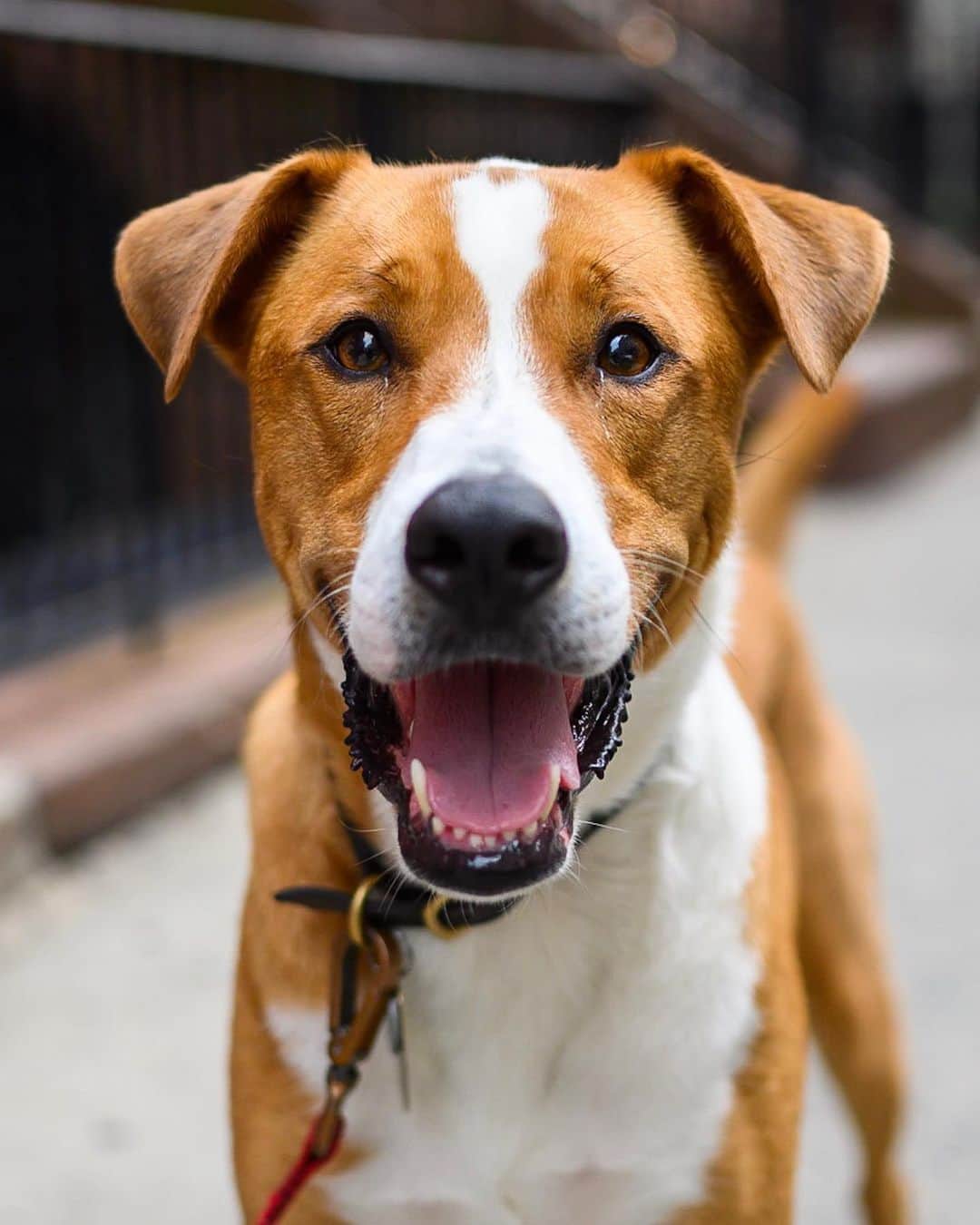 The Dogistさんのインスタグラム写真 - (The DogistInstagram)「Toby, Boxer/Border Collie mix (3 y/o), 74th & Columbus Ave., New York, NY • “He’s terrified of benches and chairs. When he was a puppy we leashed him to a chair at dinner and he pulled it over and it fell on him and he took off dragging the chair down the street. We had to chase him like a scene out of a movie.”」7月2日 10時40分 - thedogist