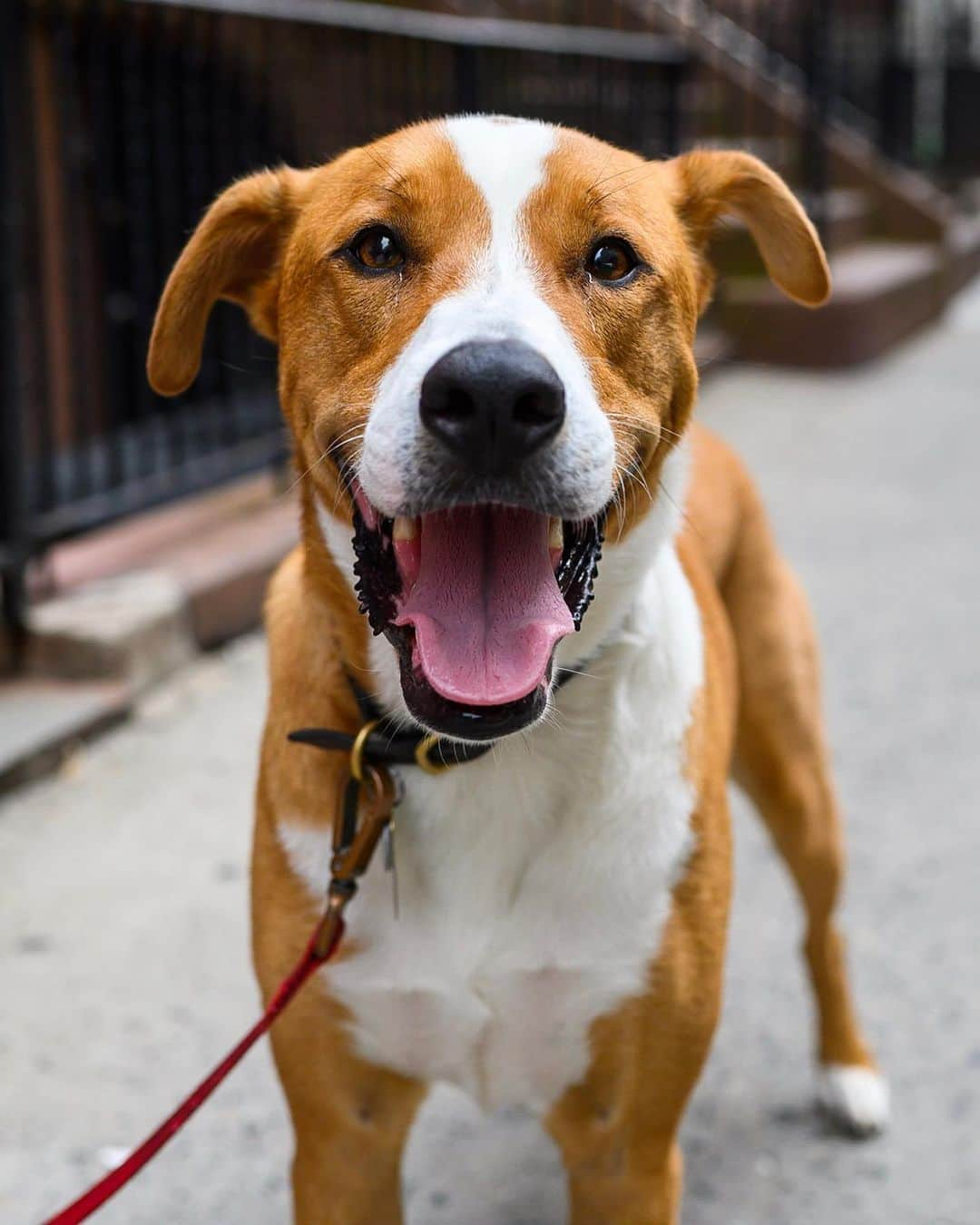 The Dogistさんのインスタグラム写真 - (The DogistInstagram)「Toby, Boxer/Border Collie mix (3 y/o), 74th & Columbus Ave., New York, NY • “He’s terrified of benches and chairs. When he was a puppy we leashed him to a chair at dinner and he pulled it over and it fell on him and he took off dragging the chair down the street. We had to chase him like a scene out of a movie.”」7月2日 10時40分 - thedogist