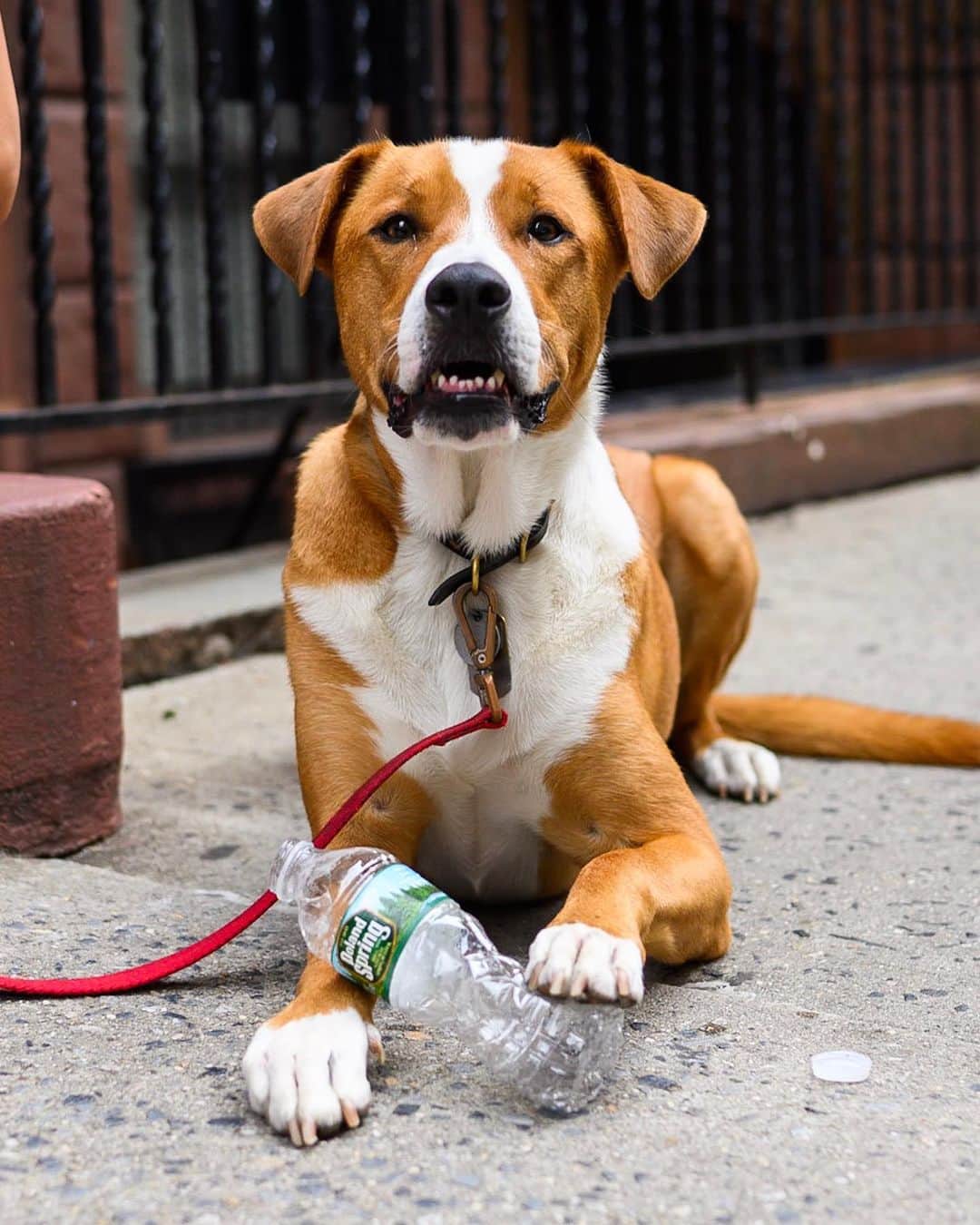 The Dogistさんのインスタグラム写真 - (The DogistInstagram)「Toby, Boxer/Border Collie mix (3 y/o), 74th & Columbus Ave., New York, NY • “He’s terrified of benches and chairs. When he was a puppy we leashed him to a chair at dinner and he pulled it over and it fell on him and he took off dragging the chair down the street. We had to chase him like a scene out of a movie.”」7月2日 10時40分 - thedogist