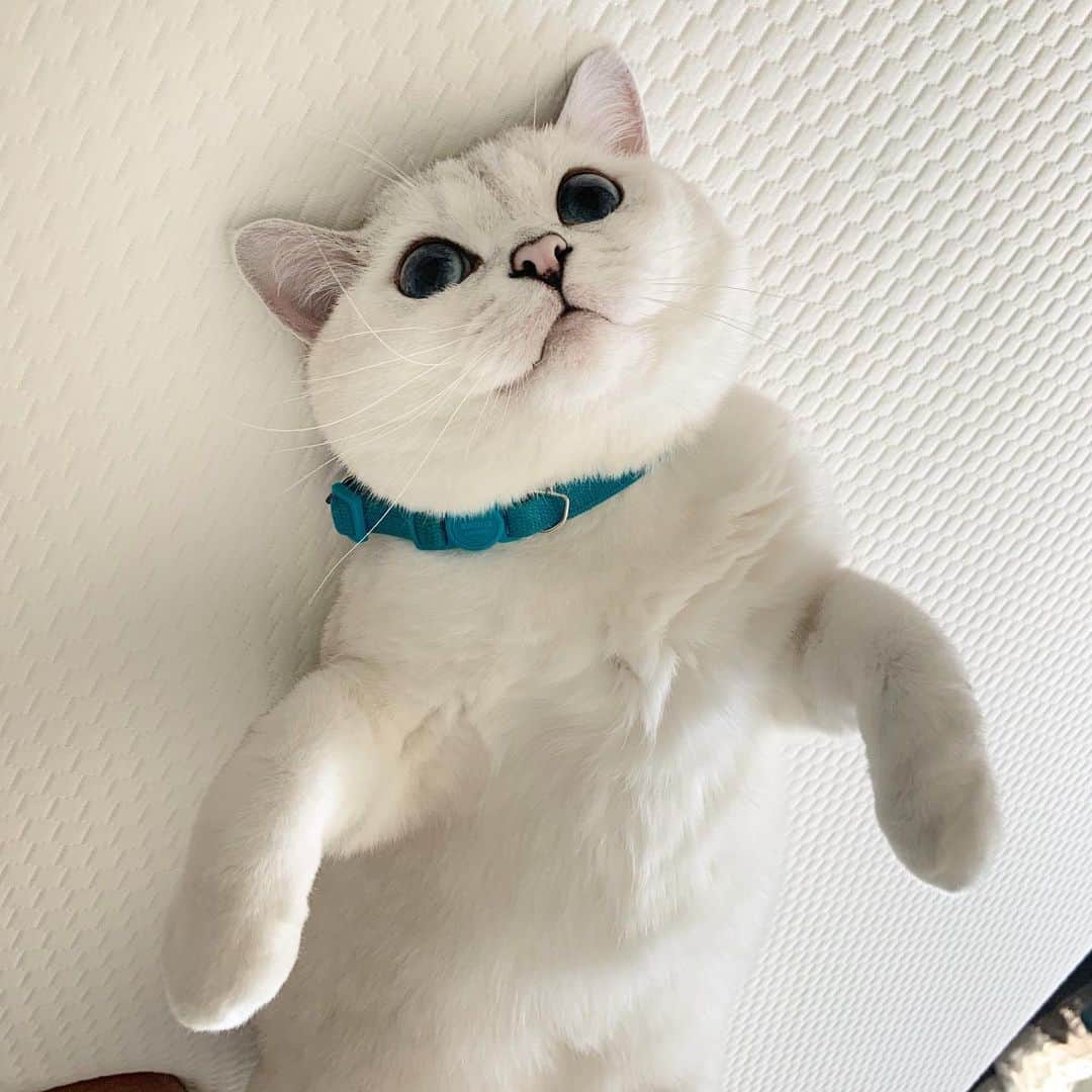 ミスター・ホワイトさんのインスタグラム写真 - (ミスター・ホワイトInstagram)「Want a free hug? 🤗  @lovenalaco」7月2日 10時53分 - white_coffee_cat