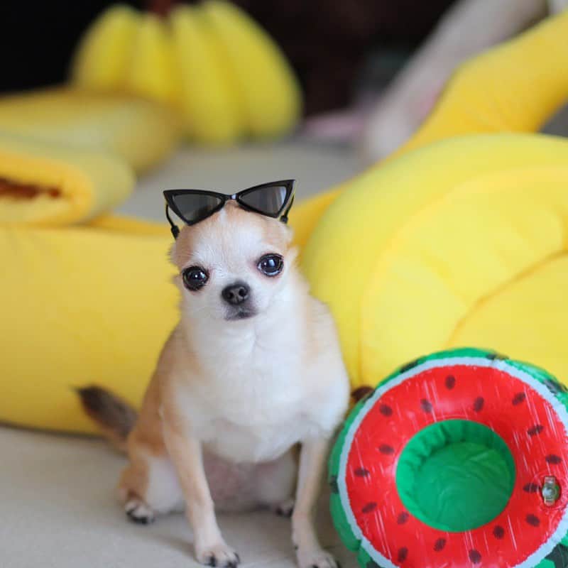 まち(Machi)のインスタグラム：「. 夏が来ます❣️🍉🍌 . Do you have any plans for your summer vacation ?😆 . #chihuahua #chihuahuas #dog #instadog  #weeklyfluff #doglover #chihuahualove #ふわもこ部 #choco #azuki #omochi #チワワ #ちわわ #犬 #スムチー #ロンチー #ちわすたぐらむ #いぬすたぐらむ #ちわわ部」
