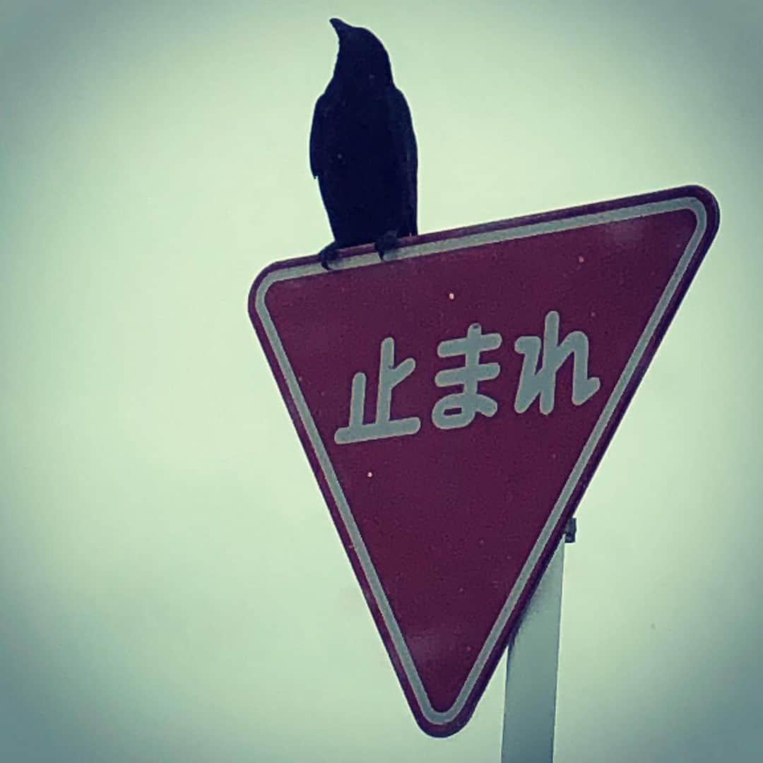 高野進さんのインスタグラム写真 - (高野進Instagram)「梅雨空を見上げるカラス」7月2日 11時01分 - susumu.takano.21