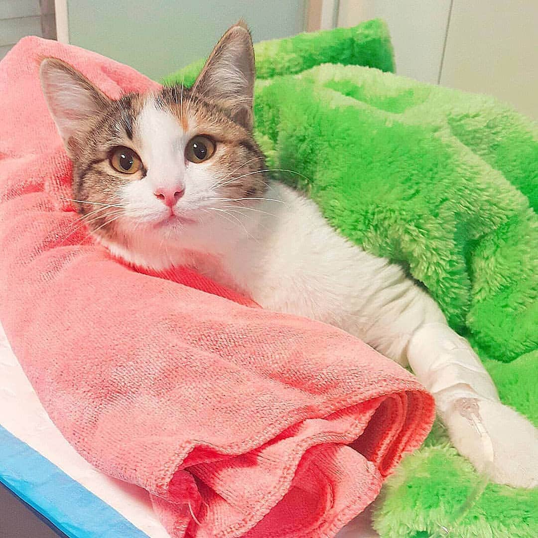 Aww Clubさんのインスタグラム写真 - (Aww ClubInstagram)「Hiii,my name is Danette! I was a little kitten when my mom found me in a veterinary clinic. Someone had taken me to the clinic and left me there. The veterinary drs decided to eutanise me since I was badly hurt. I had glue all over my body,I was dirty,I had wounds and burns from cigarettes and I smelled really bad because of all my infections. My bladder was about to burst because I had not peed for 2 days, I cannot pee by myself like all other kitties because of my spinal cord injury,from all the beating I got.  Now I have my mommy to help me pee which I'm very thankful for. I wear diapers because I don't have control over my pooping too.  My mom says I don't care if u r not like all other kitties and if u can't do things that other kitties do,u have given me love that I've never experienced before in my life She loves me and I love her forever. 📷@danette.thecat  #meowed #tabby #danettethecat #loveheels #adoptdontshop」7月2日 16時29分 - meowed