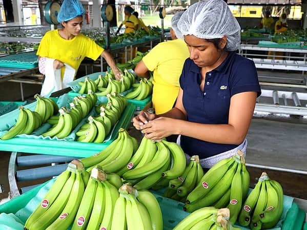 ローソン さんのインスタグラム写真 - (ローソン Instagram)「ローソンの「 #田辺農園バナナ」は日本から遠く離れたエクアドルで日本人の田邊さんが作っています♪自然環境を大切にした「バナナの森」で育て上げた自信作です(^^) #ローソン #ローソンバナナ  #LAWSON #japanesefood #instagood #foodstagram #foodpics」7月2日 11時12分 - akiko_lawson
