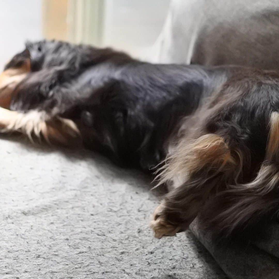 ともさんのインスタグラム写真 - (ともInstagram)「暖かいと、寝相が無防備になるんだよね〜♡ * #くーちん萌えポイント #暑くなって這い出て行き倒れ #ダックス #くーちん12歳 #dachshund」7月2日 11時13分 - tomowithdog