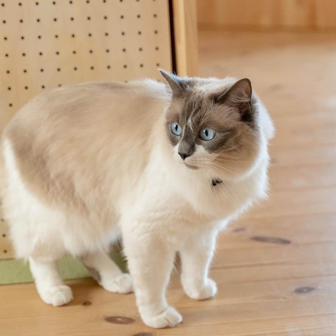 マアルのインスタグラム：「花ちゃん #🐈 #猫好きさんと繋がりたい #北海道 #旭川市 #ペットホテル #ラグドール」