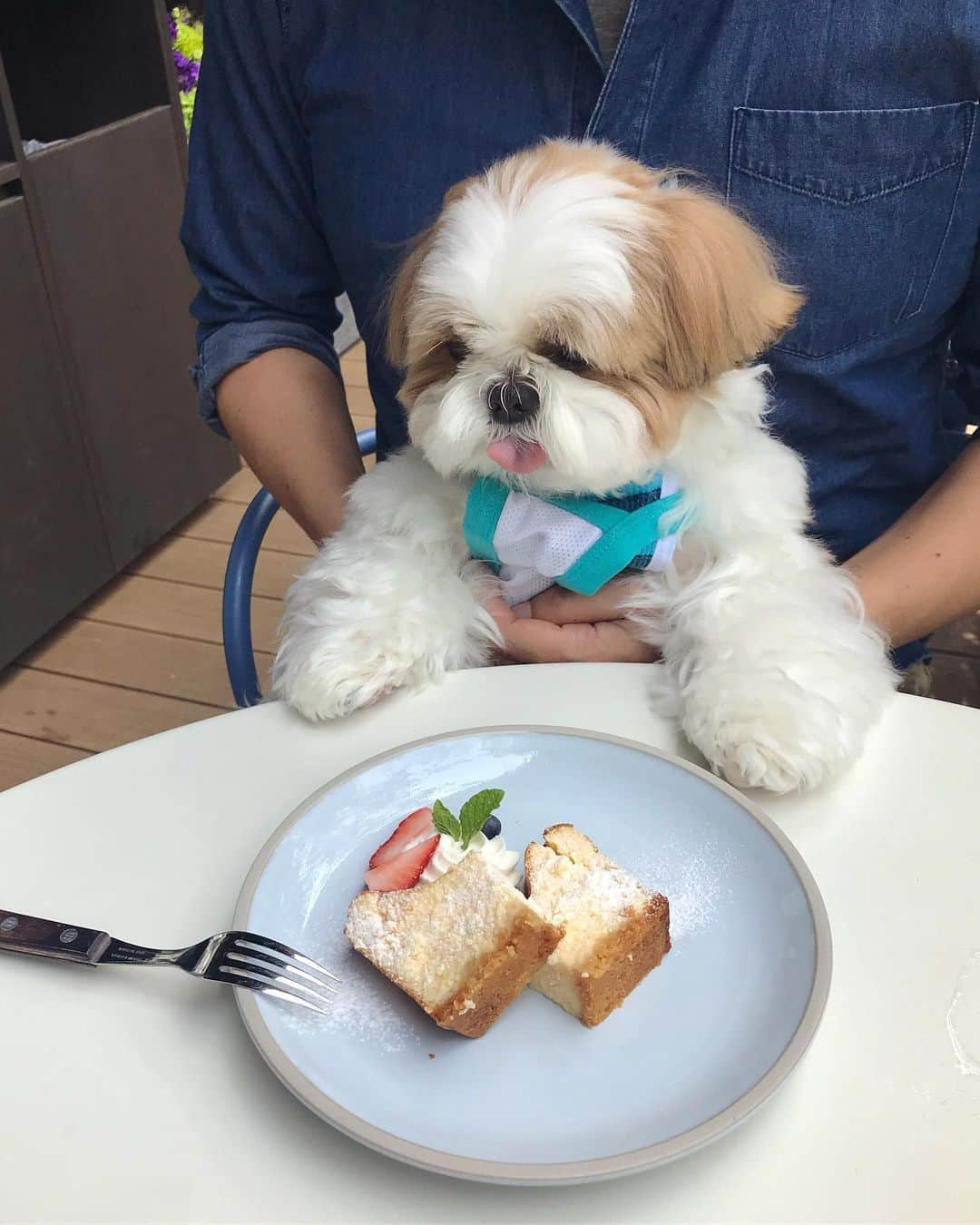 水嶋はちさんのインスタグラム写真 - (水嶋はちInstagram)「🐶🍰💓💓💓 * * 「わぁぁぁぁ🍰✨✨」 こんな感じのお子さん! こんな感じのママさん!? いらっしゃいますよね😆❤️ * * #はち#HACHI #シーズー大好き部」7月2日 11時53分 - haruko_mizushima