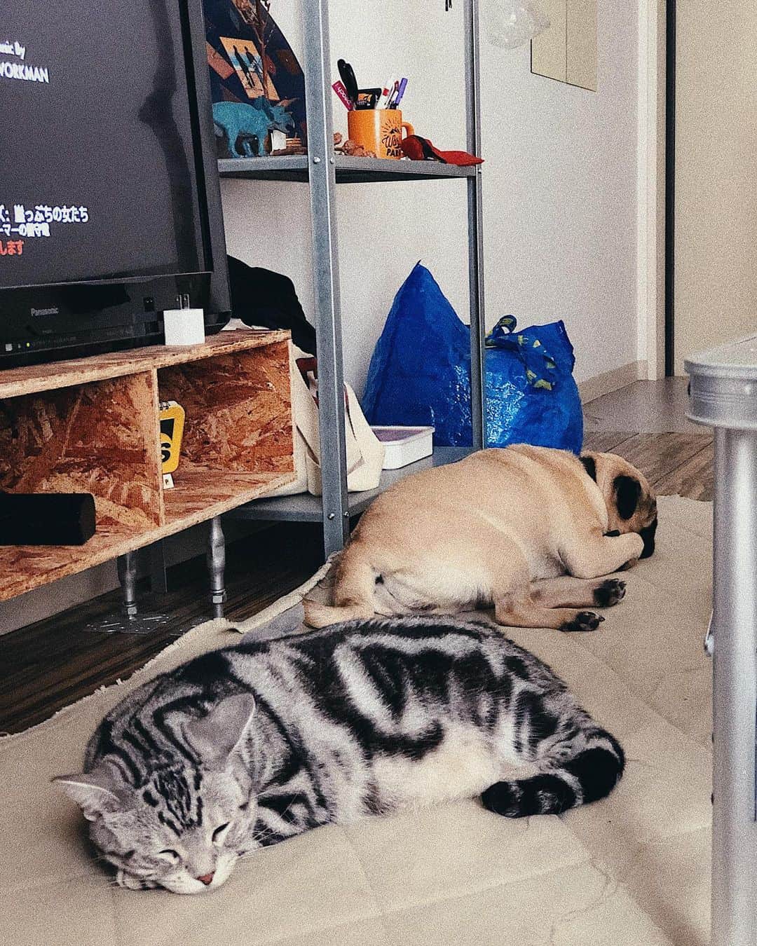 kaisakamotさんのインスタグラム写真 - (kaisakamotInstagram)「ペットホテル #americanshorthair #pug #cat #dog #pugs #catstagram #pugslife #アメリカンショートヘア #パグ #netflix」7月2日 12時30分 - kaisakamot