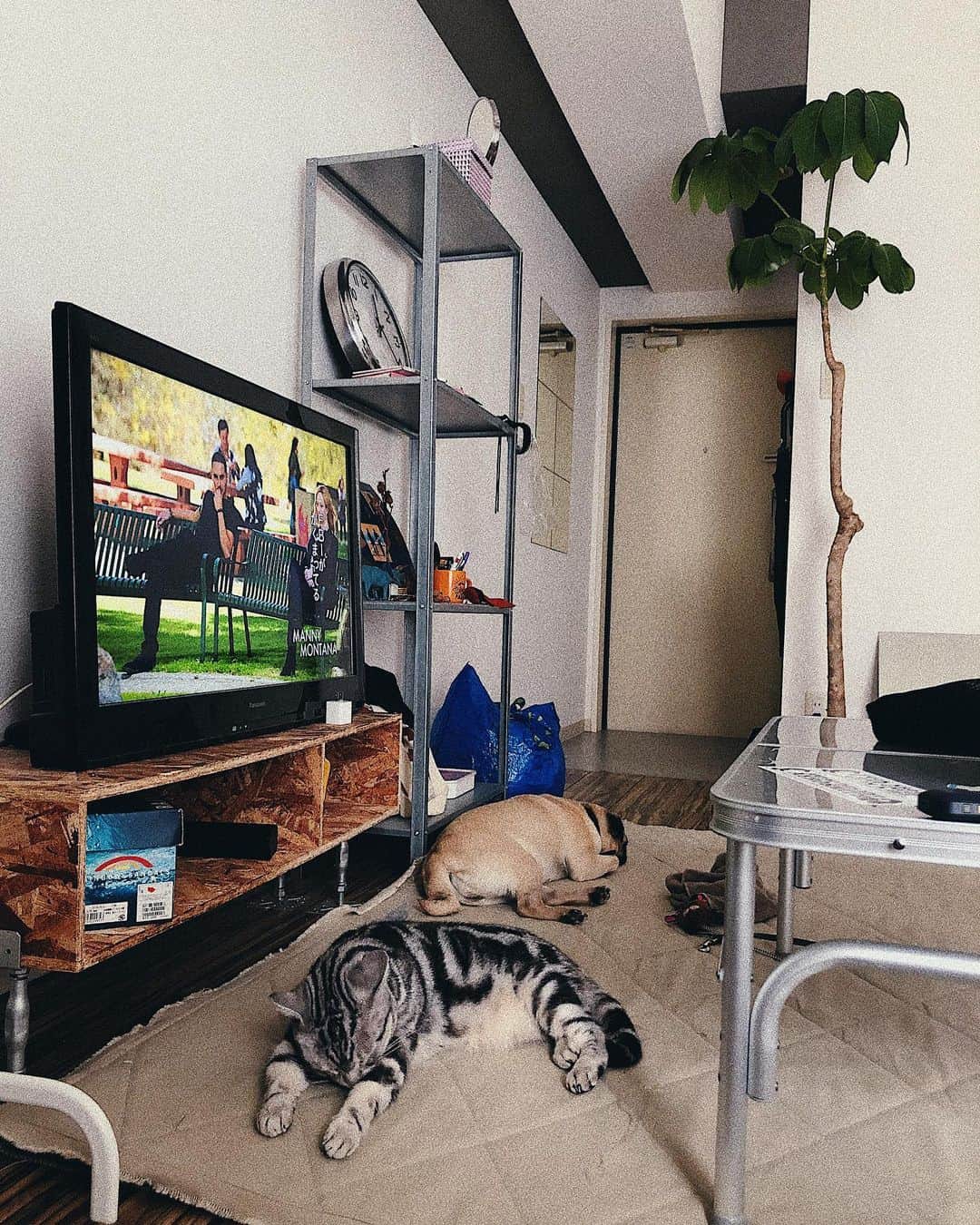 kaisakamotさんのインスタグラム写真 - (kaisakamotInstagram)「ペットホテル #americanshorthair #pug #cat #dog #pugs #catstagram #pugslife #アメリカンショートヘア #パグ #netflix」7月2日 12時30分 - kaisakamot