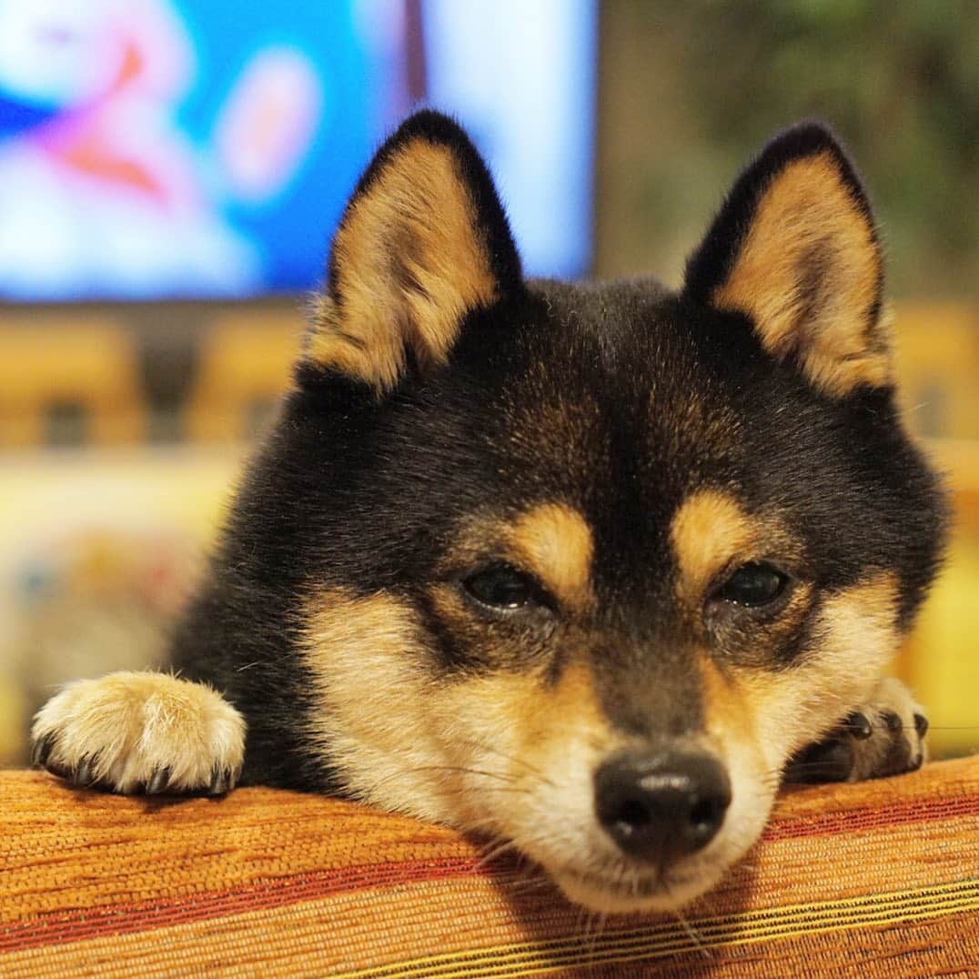 黒豆柴こむぎさんのインスタグラム写真 - (黒豆柴こむぎInstagram)「ママちんが、一人で美味しいもの食べていないか見張ってるの👀2019.7.2  #あごのせ #悩殺ポーズ #黒豆柴こむぎ #黒豆柴 #豆柴 #黒柴 #柴犬 #柴 #まめしば #しばいぬ #しば #mameshiba #kuroshiba #shibainu #shiba #shibalove #shibalovers #shibastagram #shiba_snap #shibasofinstagram #ふわもこ部 #pecoいぬ部 #いぬら部 #proudshibas #thedailyshibainu #ここ柴部 #いぬのきもち #todayswanko」7月2日 12時50分 - komugi_1207