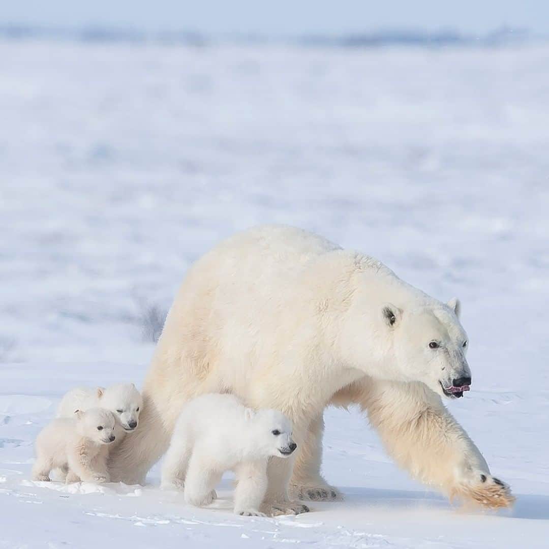 National Geographic Travelさんのインスタグラム写真 - (National Geographic TravelInstagram)「Photo by @DaisyGilardini | Polar bears’ reproductive rate is among the lowest of all mammals. Females reach maturity at the age of four to five-years-old and usually give birth to two cubs. In twenty years of photographing polar bears in the Arctic, I only once witnessed a mother with three cubs. As you can see from the picture, the third cub is much smaller compared to the other two siblings. Mortality is high during the cubs’ first year of life, but I like to think he made it.Follow me, @daisygilardini, for more images and behind-the-scenes stories. #WapuskNationalPark #polarbear #bear」7月2日 13時05分 - natgeotravel