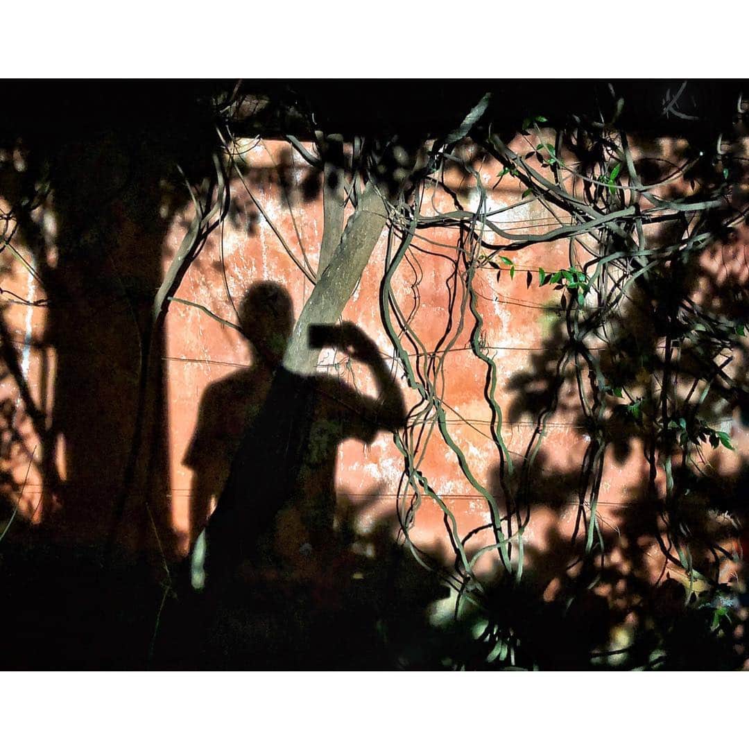 ロドリゴ・プリエトのインスタグラム：「Wall with roots and shadows」