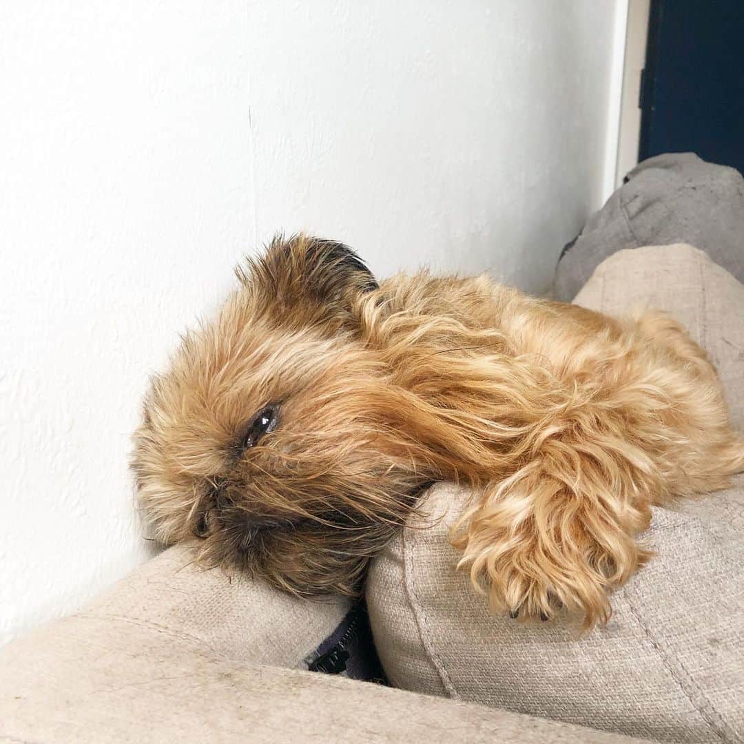 Digby & Aloのインスタグラム：「Life’s good when you don’t have to go to an office every day 🤓」