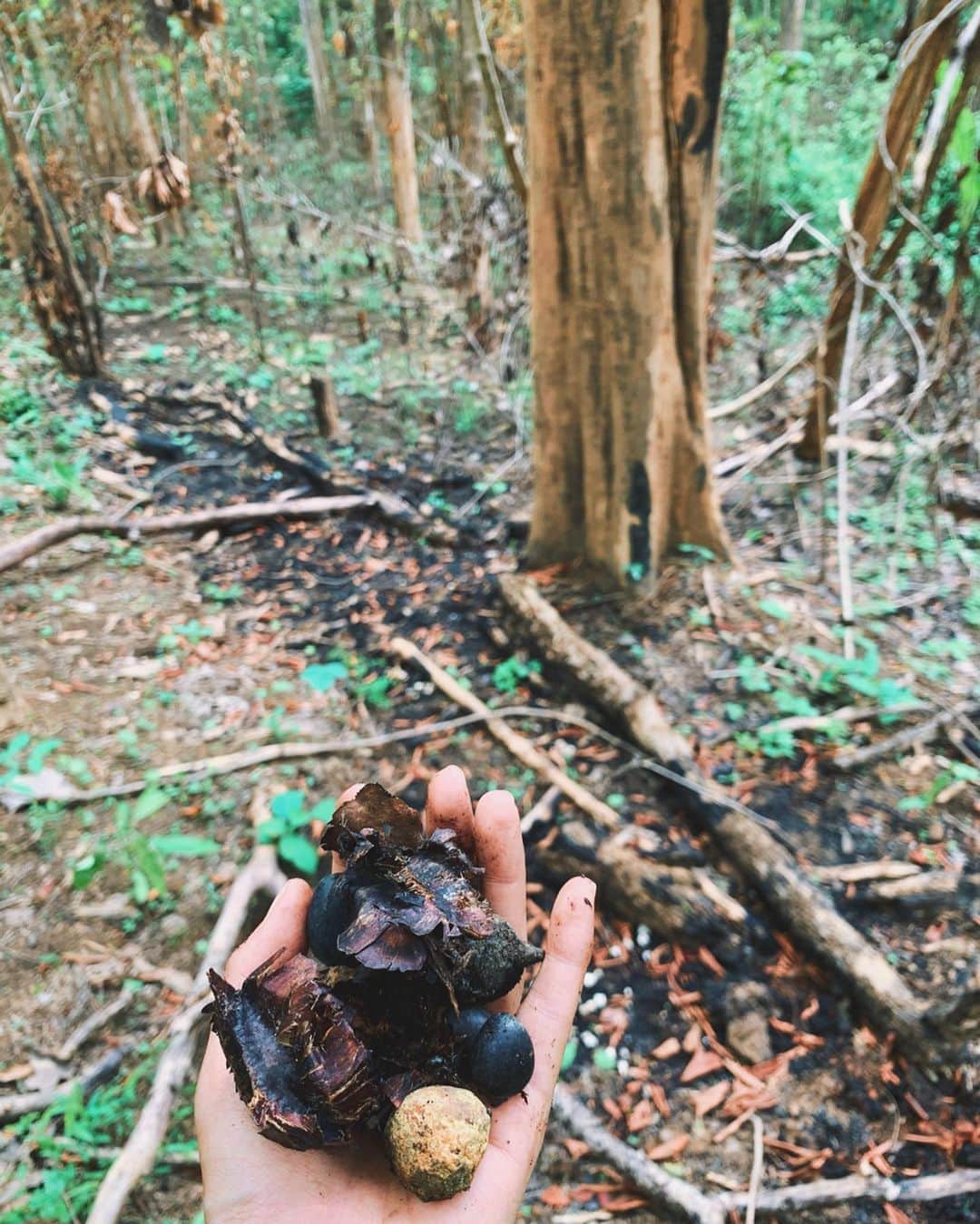 Amata Chittaseneeさんのインスタグラム写真 - (Amata ChittaseneeInstagram)「head bow to the trees//hands down to the ground 🌱 การปลูกต้นไม้มีคุณค่าทางจิตใจเพราะต้นไม้มันปลูกเราเอาเข้าจริงๆแล้ว ตอบแทนพื้นแผ่นดิน แม่น้ำ อากาศที่เราหายใจ อาหารที่เราทาน 😊  ช่วงหน้าแล้งที่ผ่านมา พี่อ้วนเข้าไปเก็บเมล็ดพันธุ์ต้นไม้ท้องถิ่นในป่า เพื่อเอามาใช้ปลูกในหน้าฝนนี้ มี มะกอกป่า มะม่วงป่า สมอพิเภก แล้วก็มีต้นกล้ามาเพิ่มอย่างอีกด้วย ให้โอกาสกับธรรมชาติให้ฟื้นตัว  ทำหน้าที่แทนสัตว์ป่าก็ว่าได้ :) ถ้าเราอยากจะที่มีความมั่นคง เราต้องมีรากฐานที่แข็งแรงเหมือนการปลูกต้นไม้ด้วยเมล็ดพันธุ์ #Forestbathing #อาบป่า #ShinrinYoku #森林浴 #pearypiegoesgreen #ต้นน้ำ #Thailand #chiangmai #Chiangdao #Voluntour01 #ปลูกต้นไม้ให้เป็นเมฆ #Voluntour」7月2日 14時20分 - pearypie