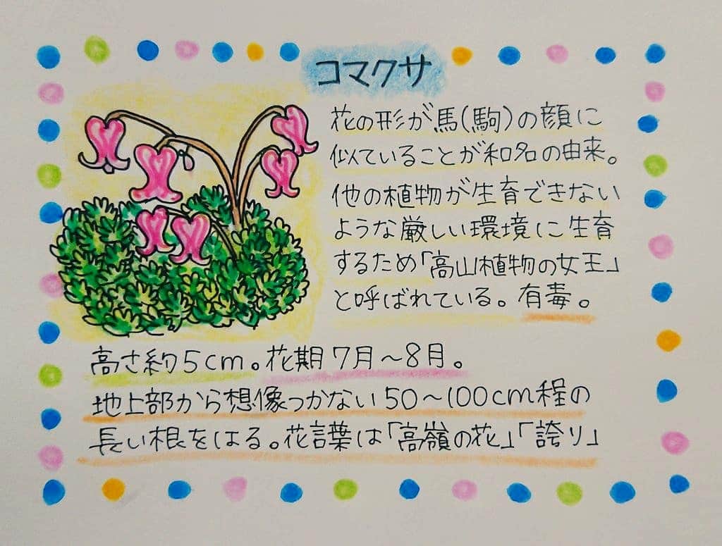 桜花のインスタグラム