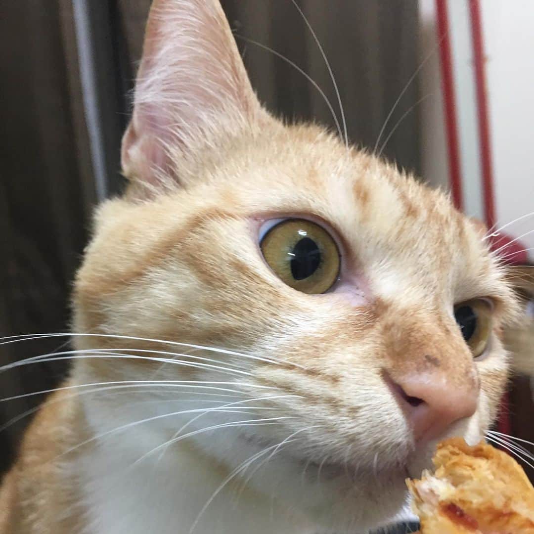 金巻ともこさんのインスタグラム写真 - (金巻ともこInstagram)「焼きあがったパイが気になるチャイ #kurohakuchai #tabby #orangetabby #cat #猫 #茶トラ」7月17日 9時06分 - tomotomoco