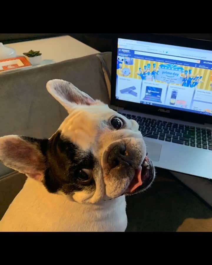 Manny The Frenchieのインスタグラム：「Hey dad it’s #PrimeDay!  Mom and I have just a few items we would like to order. Do you mind parking your car out front so we have enough room in the garage for our @keybyamazon packages? Pleeeease!  #ad  #AmazonPrimeDay #myQConnected, #InGarageDelivery, #SmartGarage」