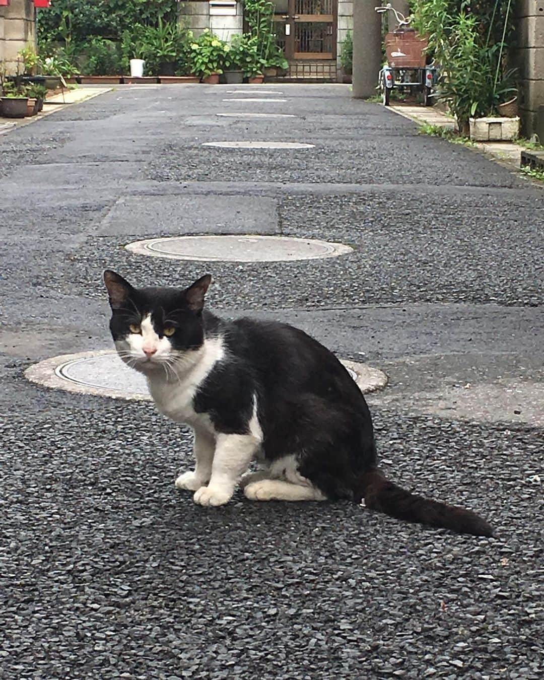 Kachimo Yoshimatsuさんのインスタグラム写真 - (Kachimo YoshimatsuInstagram)「おはようイカスミ(しらたま) Good Morning Ikasumi #uchinonekora #ikasumi #neko #cat #catstagram #kachimo #猫 #ねこ #うちの猫ら http://kachimo.exblog.jp」7月17日 9時45分 - kachimo