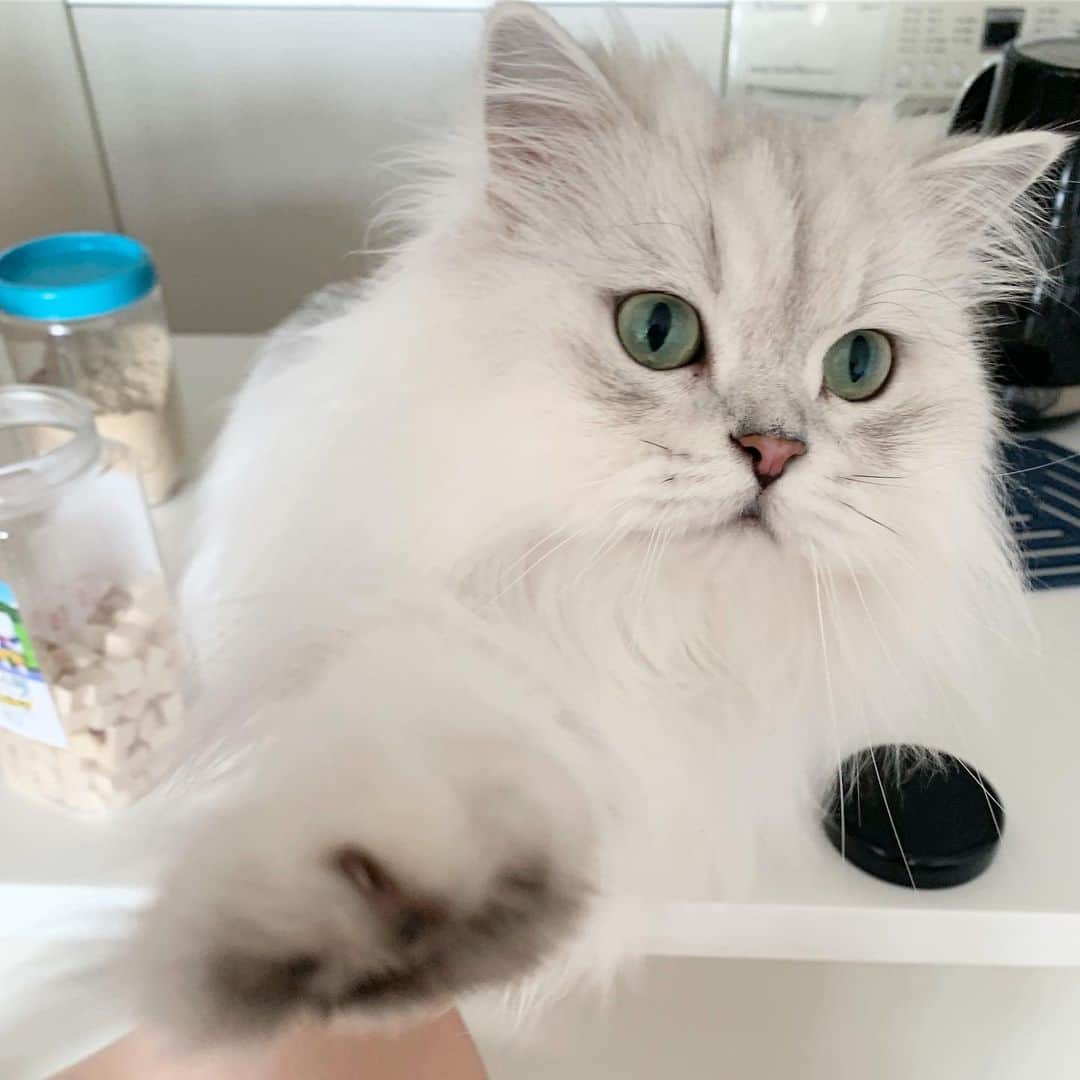 후추네큰언니のインスタグラム：「이모삼촌들 하이빠이브!!!!!! ✋🏻 . . . . . #후추  #고양이  #냥스타그램 #캣스타그램  #Hoochu #Hoochuthecat #cat #cats #catstagram #catsofinstagram #topcatphoto #bestmeow #ilovecat #cute #fluffy #petstagram #instacats」