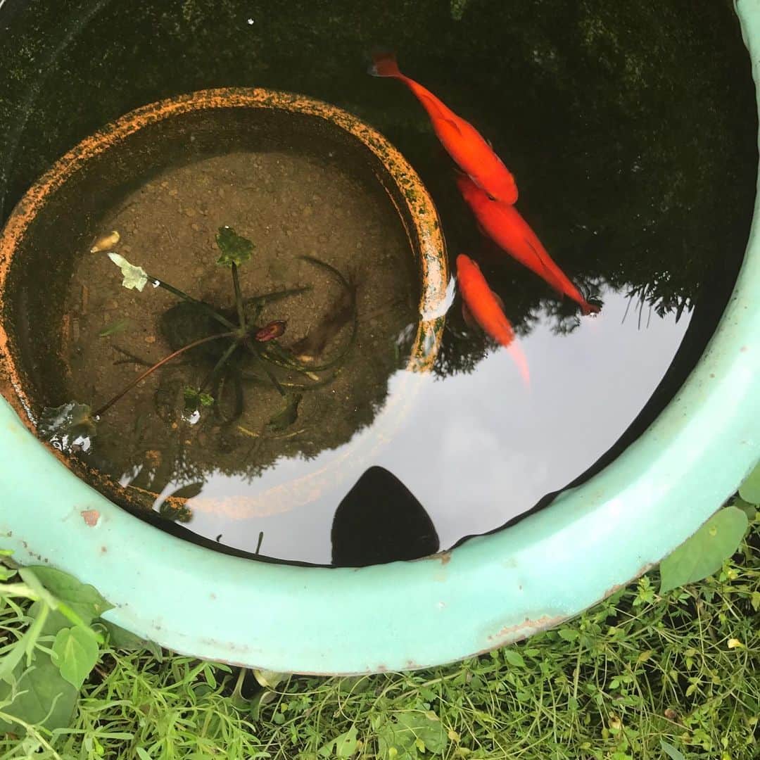 光野桃さんのインスタグラム写真 - (光野桃Instagram)「去年の夏は暑すぎて、水の奥から出てこなかった金魚たち。今年は気圧の谷もなんのその、ひとまわり大きくなってスイスイ。仕事場の大家さんの花壇にて。  #金魚たち」7月17日 9時51分 - mitsuno.momo