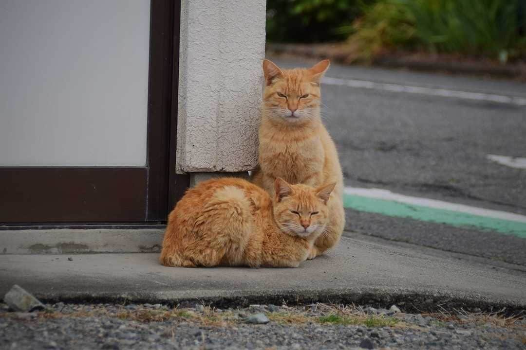 NEKOくらぶさんのインスタグラム写真 - (NEKOくらぶInstagram)「|| 幽体離脱？⠀ *⠀ Facebookから、Ikuyo Sakaiさんの作品ですにゃ（＝ΦωΦ＝）⠀ *⠀ 投稿いただいたURL⠀ https://www.facebook.com/photo.php?fbid=377831519515885⠀ *⠀ いいね！＆コメント大歓迎！！⠀ *⠀ #nekoclub #NEKOくらぶ #Japan #Photo #写真 #日本 #cat #ネコ #ねこ #猫 ⠀ Follow: @nekoclub_jpn⠀ *⠀ ▼【廣済堂出版共同企画】NEKOくらぶの皆さまとつくる「NEKOくらぶ写真集」、発売中♪（＝ΦωΦ＝）⠀ ※詳細は本アカウント「 @nekoclub_jpn 」のプロフィールに固定しているハイライトから」7月17日 10時00分 - nekoclub_jpn