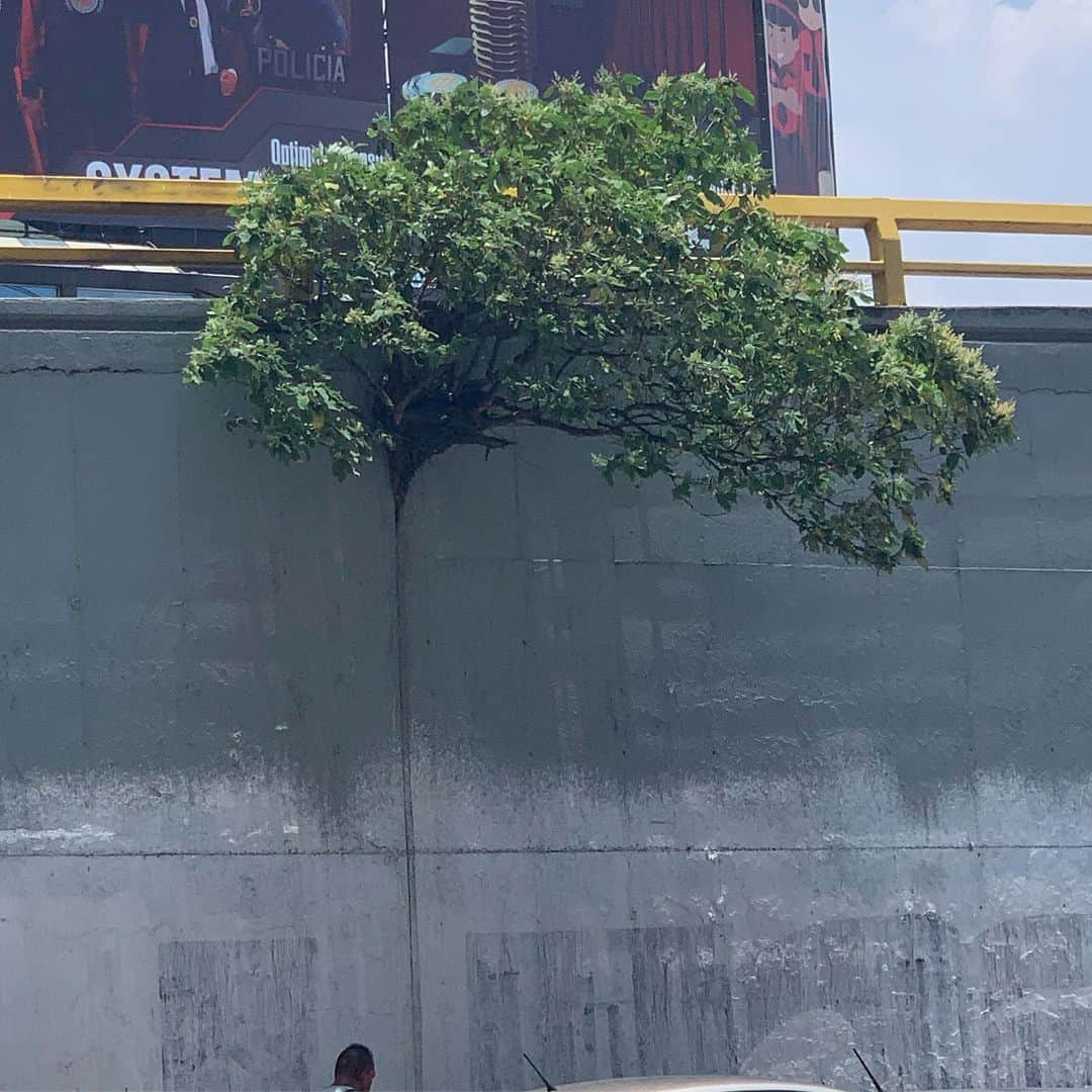 Black Jaguar-White Tiger さんのインスタグラム写真 - (Black Jaguar-White Tiger Instagram)「Coming out from watching The Lion King movie, look what I saw: A Tree coming out from the wall of the freeway. How incredible is this? #SaveOurPlanet」7月17日 10時13分 - blackjaguarwhitetiger