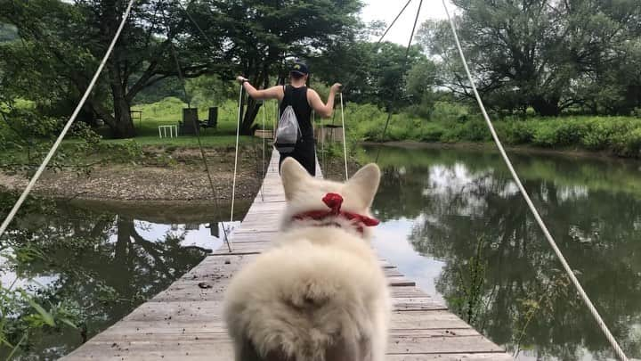 Winston the White Corgiのインスタグラム