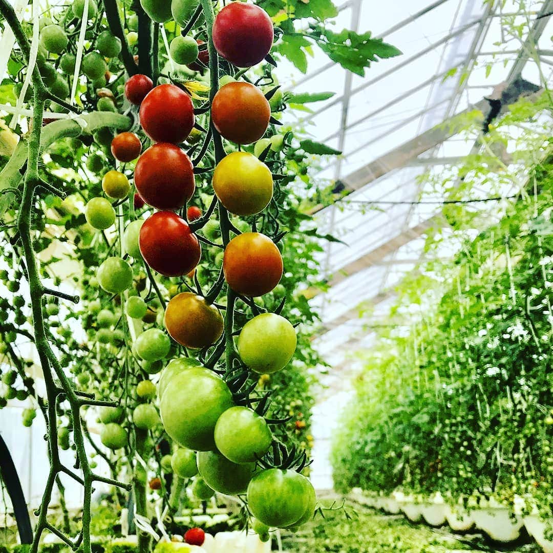 のインスタグラム：「Like a gem!! おいしい宝石！  #太陽の光を浴びて #キラッキラ！ #いくつでも食べられちゃう #お弁当のお助けアイテム * #たはら暮らし *  #渥美半島#田原市#田原#伊良湖岬#伊良湖#赤羽根#tahara#irago#akabane#サーフィン#surfing#田舎暮らし#日々の暮らし#休日の過ごし方#スローライフ#instagramjaran#igersjp」