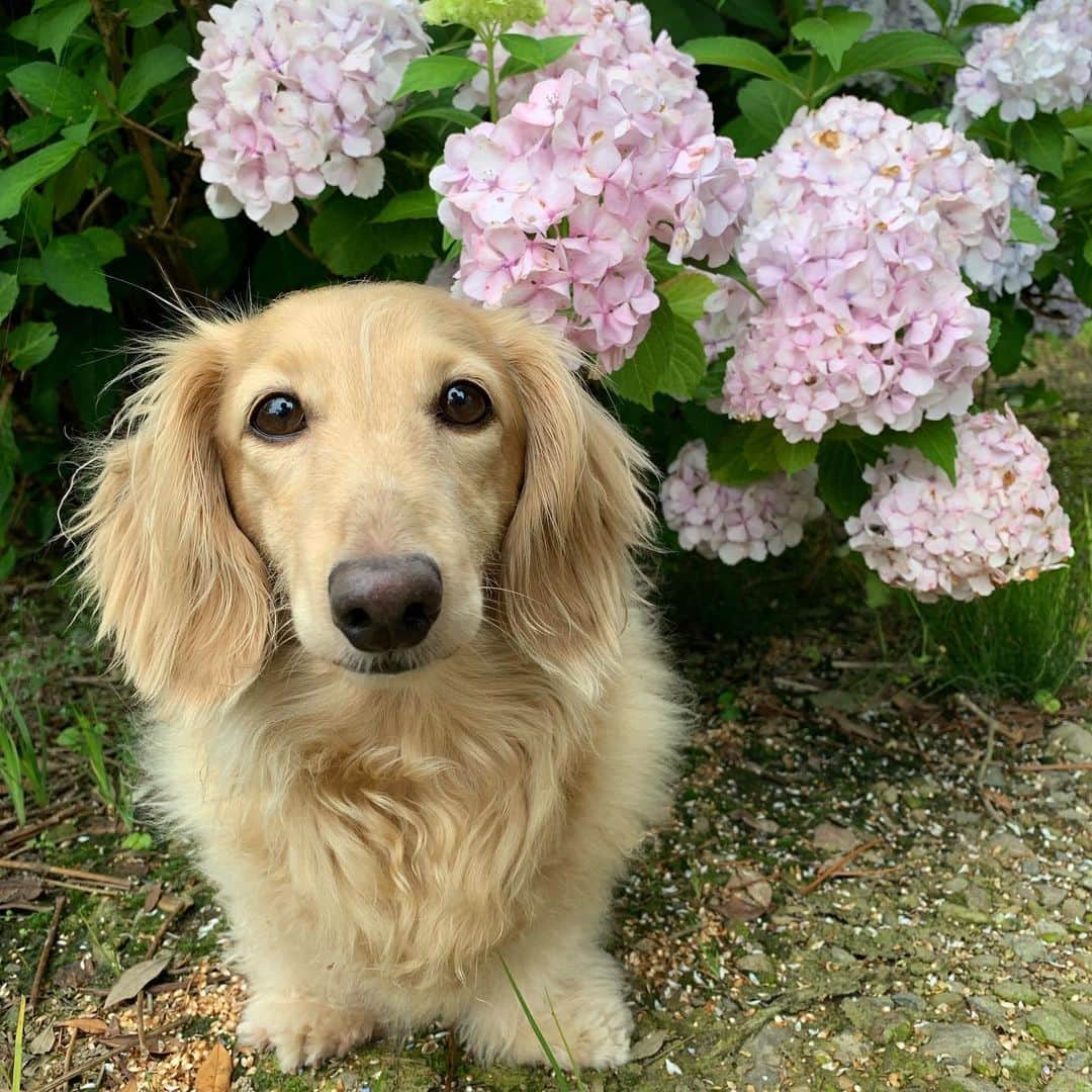 ハッチ＆ニコのインスタグラム：「Good morning ☁️ おは#紫陽花  #カメラ嫌い同好会 #pecoいぬ部 #犬の生活が第一 #癒しわんこ #dachshund #犬バカ部 #短足部 #ふわもこ部 #tokyocameraclub #東京カメラ部」