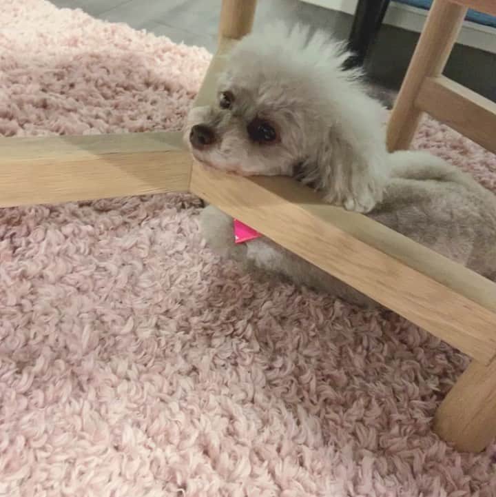 本田しおりのインスタグラム：「毎日毎日癒しをくれるもずくさん 大好き♡  #もずく先生」