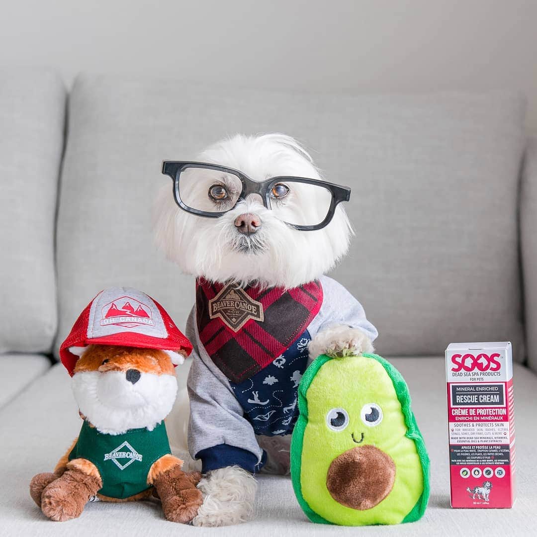 Toby LittleDudeのインスタグラム：「🎉 Contest Alert 🎉  Shopping is my cardio. I love shopping in store and online at PetSmart because they have everything I need. And now, with the launch of @PetSmartCanada there is another way to find out about all of their amazing products and services! To celebrate, I've collaborated with PetSmart to spread the word about the PetSmart Summer Social Contest where you can enter for a chance to win a $200 gift card!  All it takes is three simple steps 1) follow @PetSmartCanada 2) go like my photo on their page 3) start making your wish list! *Attention: this contest is applicable to Canadian residents only (excluding Quebec). For rules and regulations visit the link in @PetSmartCanada bio* #PetSmartCan #ForTheLoveOfPets #Ad Contest ends Sunday, July 21st at 11:59pm EST.」