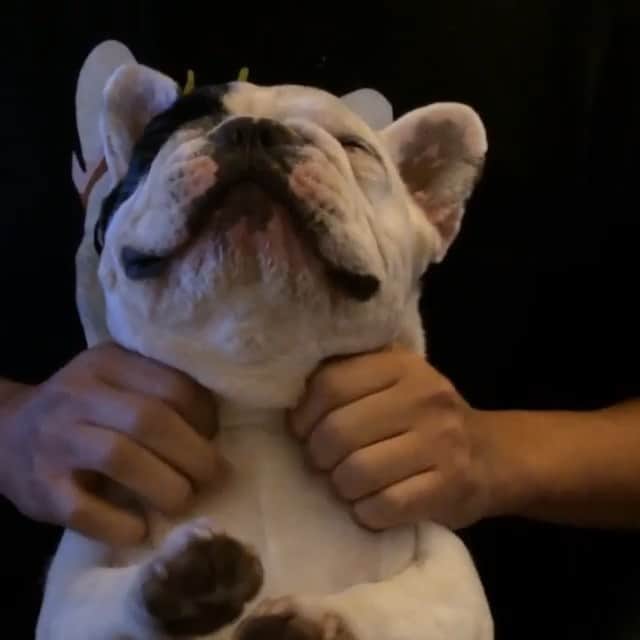 Manny The Frenchieのインスタグラム：「Nothing better than a good massage. Does anyone else enjoy massages? #relax #pamperyourself」