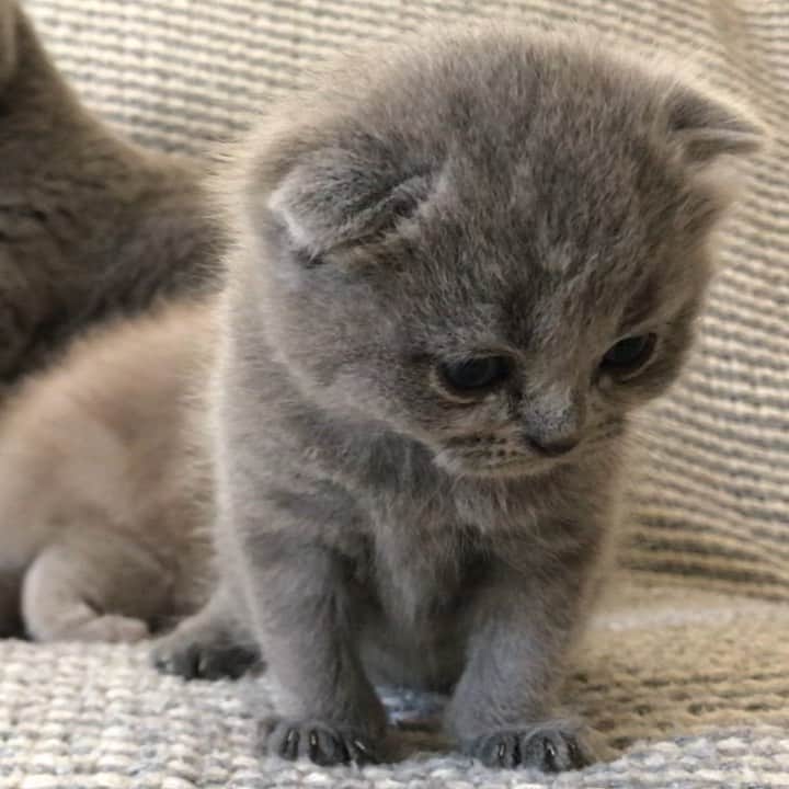 minik_catsのインスタグラム：「Tuesday Meooww 🐈 🎊🐱 #cutepetclub #vscoturkey #vscocam #vscocat #vsco #cat #cats #catsofinstagram #instacat #instadaily #instamood #instacool #instafollow #instapic #vscoturkey #vscolike #catstagram #catsagram #catsofworld #catslover #catoftheday #igers  #cute #pet #cutepetclub #catsoftheworld #gato_cats #catsloversworldworld #catsloversclub #thedailykitten #meowbox #tuesday」