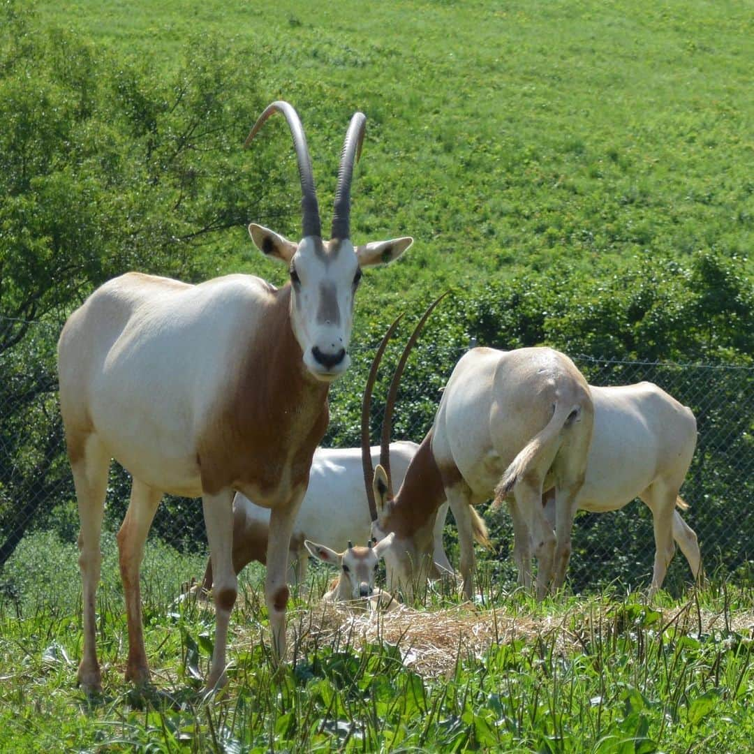 スミソニアン国立動物園さんのインスタグラム写真 - (スミソニアン国立動物園Instagram)「The herd of scimitar-horned oryx is growing at the Smithsonian Conservation Biology Institute (SCBI) in Front Royal, Virginia! Keepers have welcomed five calves during the past month. The calves were born between June 23 and July 1. Four of the calves are male, and one calf is a female; they all appear to be healthy and thriving.  The calves were born to Leanne, Ruby, Chari, Scout and Shadow. All are experienced mothers except 3-year-old Leanne who is a first-time mother. The father to all five calves is 12-year-old Tex. The mothers and Tex were on a breeding recommendation through the Association of Zoos and Aquariums’ Species Survival Plan. Veterinarians and keepers performed initial neonatal exams within 24 to 48 hours after each calf was born. Veterinarians visually checked, weighed, measured, collected a blood sample and vaccinated each calf during the exams.  Keepers are monitoring the calves to ensure that they are nursing and developing normally — though they usually have to monitor the calves from a distance since they spend much of their time hiding in their barn or the grass of their pasture. In the wild, oryx calves hide and avoid unfamiliar things to evade predators.  Scimitar-horned oryx were extinct in the wild until 2016 when the Environment Agency–Abu Dhabi (EAD) and the government of Chad started releasing oryx born in human care to the wild. Since the reintroductions began, there are now approximately 100 animals living in the wild. SCBI ecologists are collecting behavioral data on the reintroduced oryx from satellite collars.  #WeSaveSpecies #ScimitarhornedOryx #Oryx」7月17日 2時39分 - smithsonianzoo