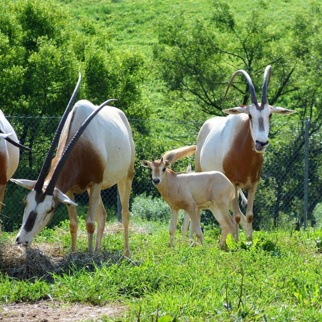 スミソニアン国立動物園さんのインスタグラム写真 - (スミソニアン国立動物園Instagram)「The herd of scimitar-horned oryx is growing at the Smithsonian Conservation Biology Institute (SCBI) in Front Royal, Virginia! Keepers have welcomed five calves during the past month. The calves were born between June 23 and July 1. Four of the calves are male, and one calf is a female; they all appear to be healthy and thriving.  The calves were born to Leanne, Ruby, Chari, Scout and Shadow. All are experienced mothers except 3-year-old Leanne who is a first-time mother. The father to all five calves is 12-year-old Tex. The mothers and Tex were on a breeding recommendation through the Association of Zoos and Aquariums’ Species Survival Plan. Veterinarians and keepers performed initial neonatal exams within 24 to 48 hours after each calf was born. Veterinarians visually checked, weighed, measured, collected a blood sample and vaccinated each calf during the exams.  Keepers are monitoring the calves to ensure that they are nursing and developing normally — though they usually have to monitor the calves from a distance since they spend much of their time hiding in their barn or the grass of their pasture. In the wild, oryx calves hide and avoid unfamiliar things to evade predators.  Scimitar-horned oryx were extinct in the wild until 2016 when the Environment Agency–Abu Dhabi (EAD) and the government of Chad started releasing oryx born in human care to the wild. Since the reintroductions began, there are now approximately 100 animals living in the wild. SCBI ecologists are collecting behavioral data on the reintroduced oryx from satellite collars.  #WeSaveSpecies #ScimitarhornedOryx #Oryx」7月17日 2時39分 - smithsonianzoo