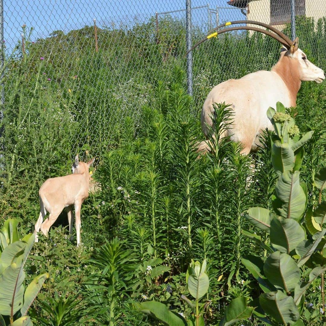 スミソニアン国立動物園さんのインスタグラム写真 - (スミソニアン国立動物園Instagram)「The herd of scimitar-horned oryx is growing at the Smithsonian Conservation Biology Institute (SCBI) in Front Royal, Virginia! Keepers have welcomed five calves during the past month. The calves were born between June 23 and July 1. Four of the calves are male, and one calf is a female; they all appear to be healthy and thriving.  The calves were born to Leanne, Ruby, Chari, Scout and Shadow. All are experienced mothers except 3-year-old Leanne who is a first-time mother. The father to all five calves is 12-year-old Tex. The mothers and Tex were on a breeding recommendation through the Association of Zoos and Aquariums’ Species Survival Plan. Veterinarians and keepers performed initial neonatal exams within 24 to 48 hours after each calf was born. Veterinarians visually checked, weighed, measured, collected a blood sample and vaccinated each calf during the exams.  Keepers are monitoring the calves to ensure that they are nursing and developing normally — though they usually have to monitor the calves from a distance since they spend much of their time hiding in their barn or the grass of their pasture. In the wild, oryx calves hide and avoid unfamiliar things to evade predators.  Scimitar-horned oryx were extinct in the wild until 2016 when the Environment Agency–Abu Dhabi (EAD) and the government of Chad started releasing oryx born in human care to the wild. Since the reintroductions began, there are now approximately 100 animals living in the wild. SCBI ecologists are collecting behavioral data on the reintroduced oryx from satellite collars.  #WeSaveSpecies #ScimitarhornedOryx #Oryx」7月17日 2時39分 - smithsonianzoo