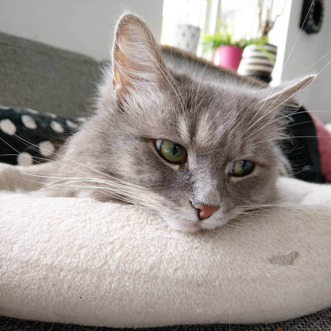 Nila & Miloさんのインスタグラム写真 - (Nila & MiloInstagram)「Oh no, human! 😱 My favourite kitty bed has a hole in it! 😪 #devastation #thestruggleisreal #sadface #catbaby」7月17日 3時30分 - nilamilo