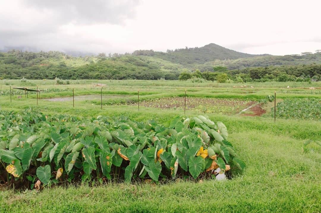 ハワイアン航空さんのインスタグラム写真 - (ハワイアン航空Instagram)「Legend says that Native Hawaiians can trace their roots back to Hāloa, the first kalo (taro plant). A staple food in the Hawaiian culture, kalo reminds Native Hawaiians of the importance of mālama ka ʻāina (to care for the land). 💚 . . . #Malamaaina #Hawaii #LuckyweliveHI #culture」7月17日 3時30分 - hawaiianairlines