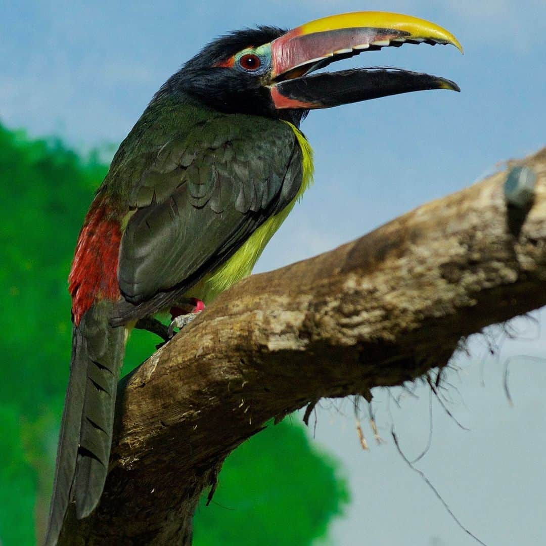 スミソニアン国立動物園さんのインスタグラム写真 - (スミソニアン国立動物園Instagram)「Green aracaris sport brightly colored red, yellow and blue bills with a unique serrated edge. In the wild, they feast on fruits, insects, nuts, eggs and small animals. At the Zoo, they receive a balanced diet of bird pellets, fruit and cooked sweet potatoes. 👋 Meet the Zoo's green aracaris at Amazonia + Small Mammal House! PLAN YOUR VISIT: https://s.si.edu/2h3CN1W.」7月17日 4時56分 - smithsonianzoo