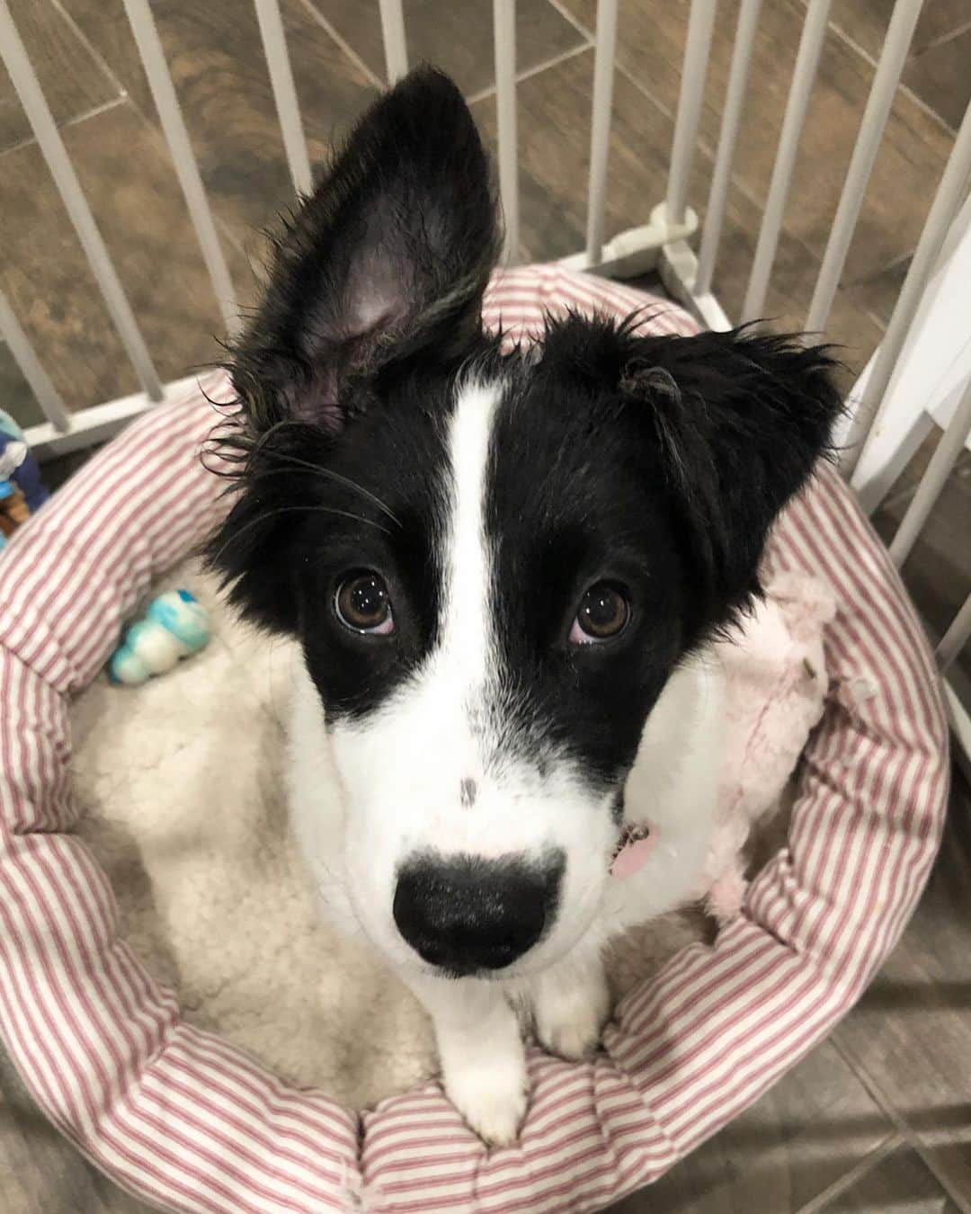 Jazzy Cooper Fostersさんのインスタグラム写真 - (Jazzy Cooper FostersInstagram)「I wonder if she will eventually grow into those ears...🐰」7月17日 5時04分 - bordernerd