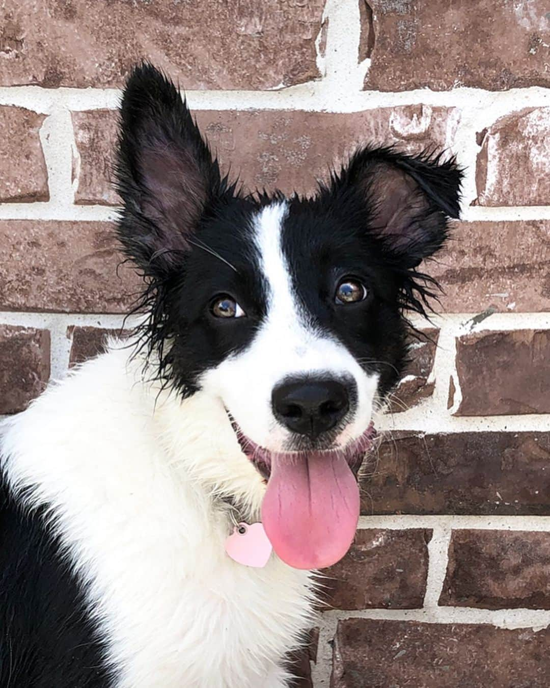 Jazzy Cooper Fostersさんのインスタグラム写真 - (Jazzy Cooper FostersInstagram)「I wonder if she will eventually grow into those ears...🐰」7月17日 5時04分 - bordernerd