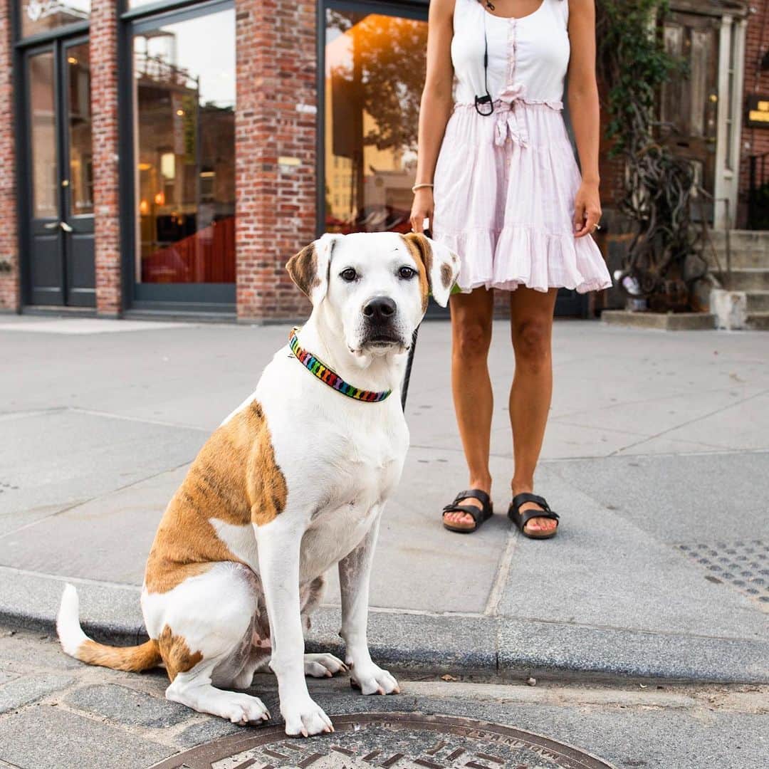 The Dogistさんのインスタグラム写真 - (The DogistInstagram)「Heath, American Bulldog mix, Gansevoort Plaza, New York, NY • “‘Heath’, like the candy bar. We think he looks like Chance from Homeward Bound. We were actually in the Catskills and he was attacked by a porcupine.” (second photo via owner)」7月17日 10時45分 - thedogist