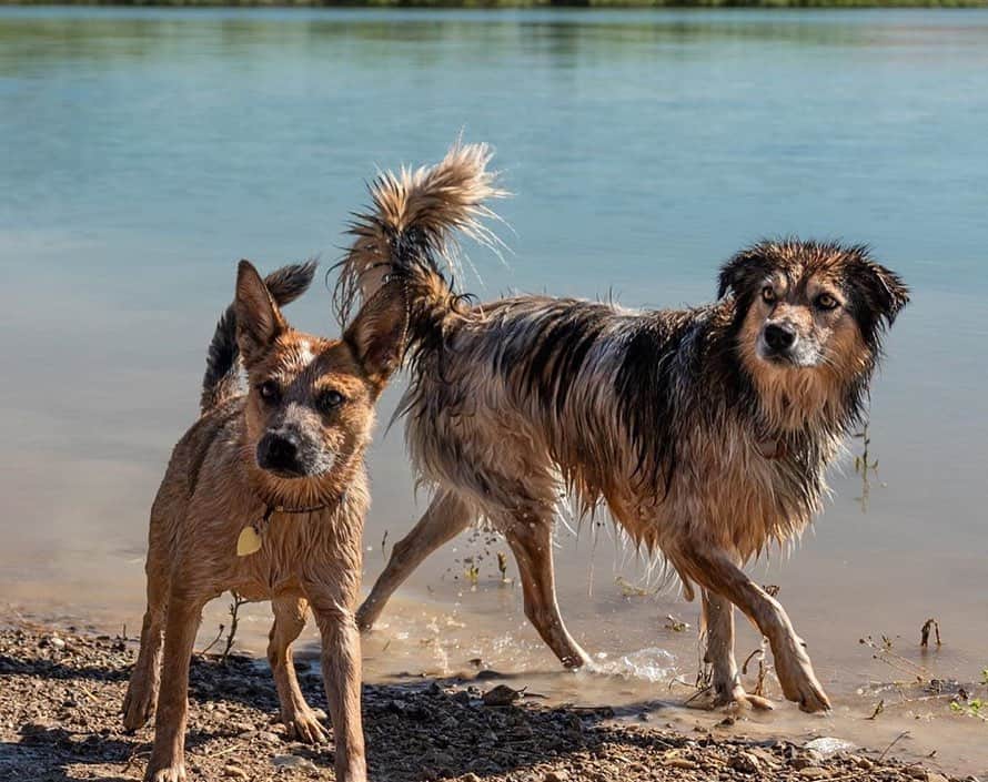 エディー・バウアーさんのインスタグラム写真 - (エディー・バウアーInstagram)「Trail Tip: Most dogs love the water, but remember not to let them drink from stagnant or salty sources on your hikes🐾⁣ ⁣ Share your favorite adventure companion photos with #EddieBauerCanineClub for a chance to be featured! 📸: @rachloden @the.life.of.nya @nwcattledog @ajmanville @jovies_adventures」7月17日 5時17分 - eddiebauer