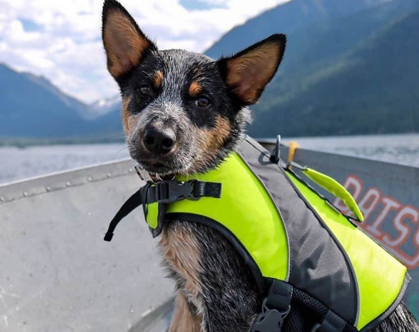 エディー・バウアーさんのインスタグラム写真 - (エディー・バウアーInstagram)「Trail Tip: Most dogs love the water, but remember not to let them drink from stagnant or salty sources on your hikes🐾⁣ ⁣ Share your favorite adventure companion photos with #EddieBauerCanineClub for a chance to be featured! 📸: @rachloden @the.life.of.nya @nwcattledog @ajmanville @jovies_adventures」7月17日 5時17分 - eddiebauer