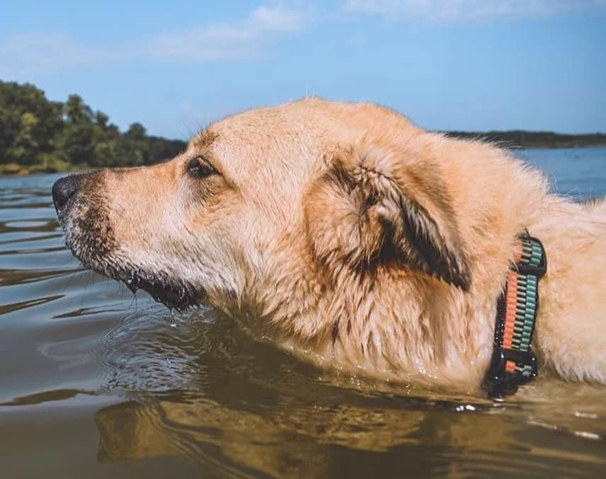 エディー・バウアーさんのインスタグラム写真 - (エディー・バウアーInstagram)「Trail Tip: Most dogs love the water, but remember not to let them drink from stagnant or salty sources on your hikes🐾⁣ ⁣ Share your favorite adventure companion photos with #EddieBauerCanineClub for a chance to be featured! 📸: @rachloden @the.life.of.nya @nwcattledog @ajmanville @jovies_adventures」7月17日 5時17分 - eddiebauer