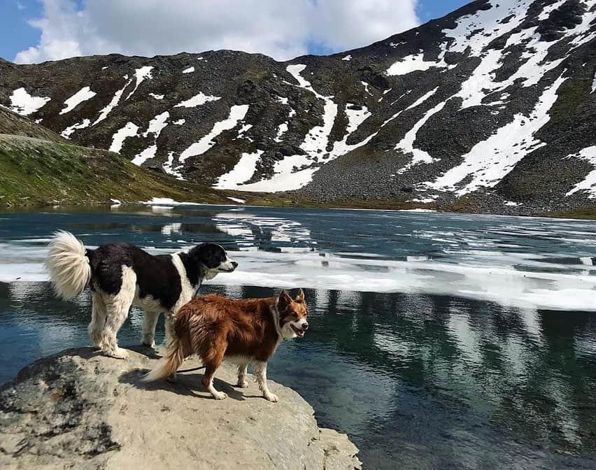 エディー・バウアーさんのインスタグラム写真 - (エディー・バウアーInstagram)「Trail Tip: Most dogs love the water, but remember not to let them drink from stagnant or salty sources on your hikes🐾⁣ ⁣ Share your favorite adventure companion photos with #EddieBauerCanineClub for a chance to be featured! 📸: @rachloden @the.life.of.nya @nwcattledog @ajmanville @jovies_adventures」7月17日 5時17分 - eddiebauer