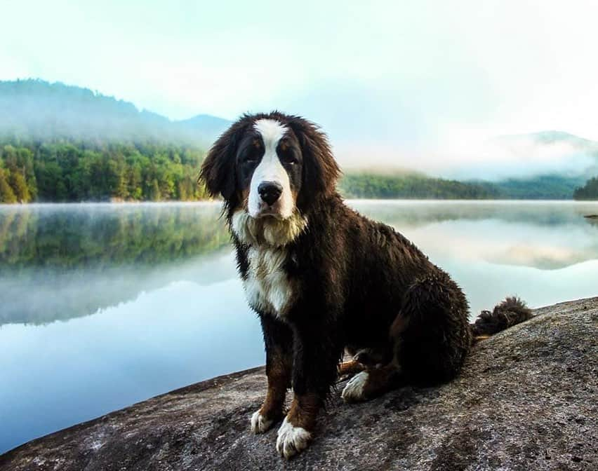 エディー・バウアーさんのインスタグラム写真 - (エディー・バウアーInstagram)「Trail Tip: Most dogs love the water, but remember not to let them drink from stagnant or salty sources on your hikes🐾⁣ ⁣ Share your favorite adventure companion photos with #EddieBauerCanineClub for a chance to be featured! 📸: @rachloden @the.life.of.nya @nwcattledog @ajmanville @jovies_adventures」7月17日 5時17分 - eddiebauer